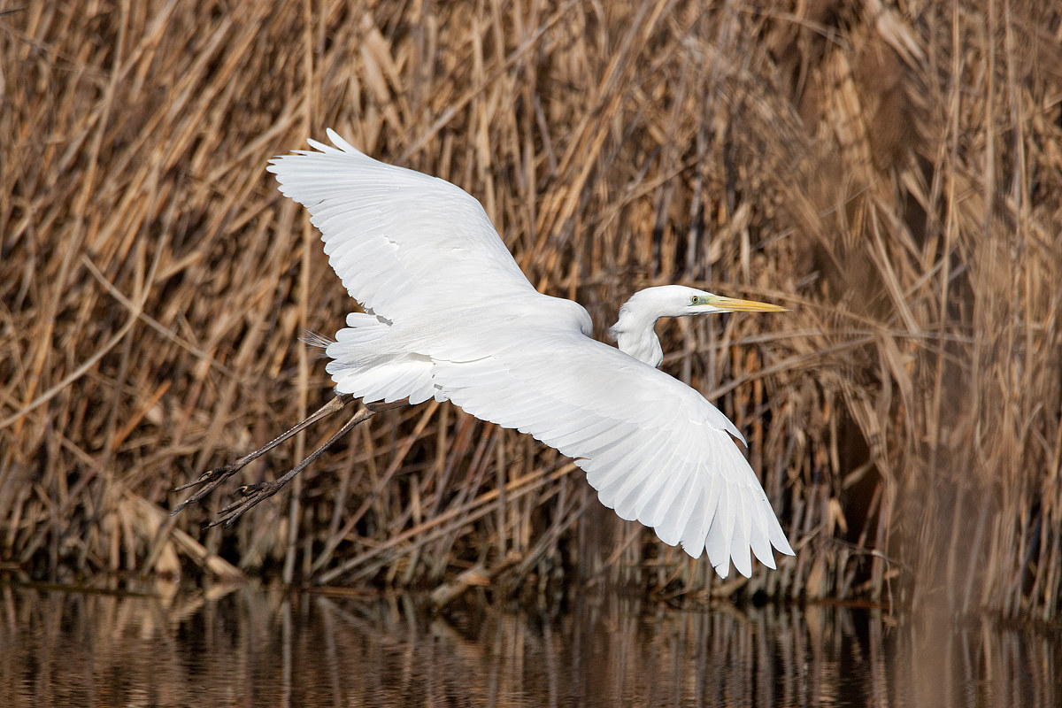 white heron