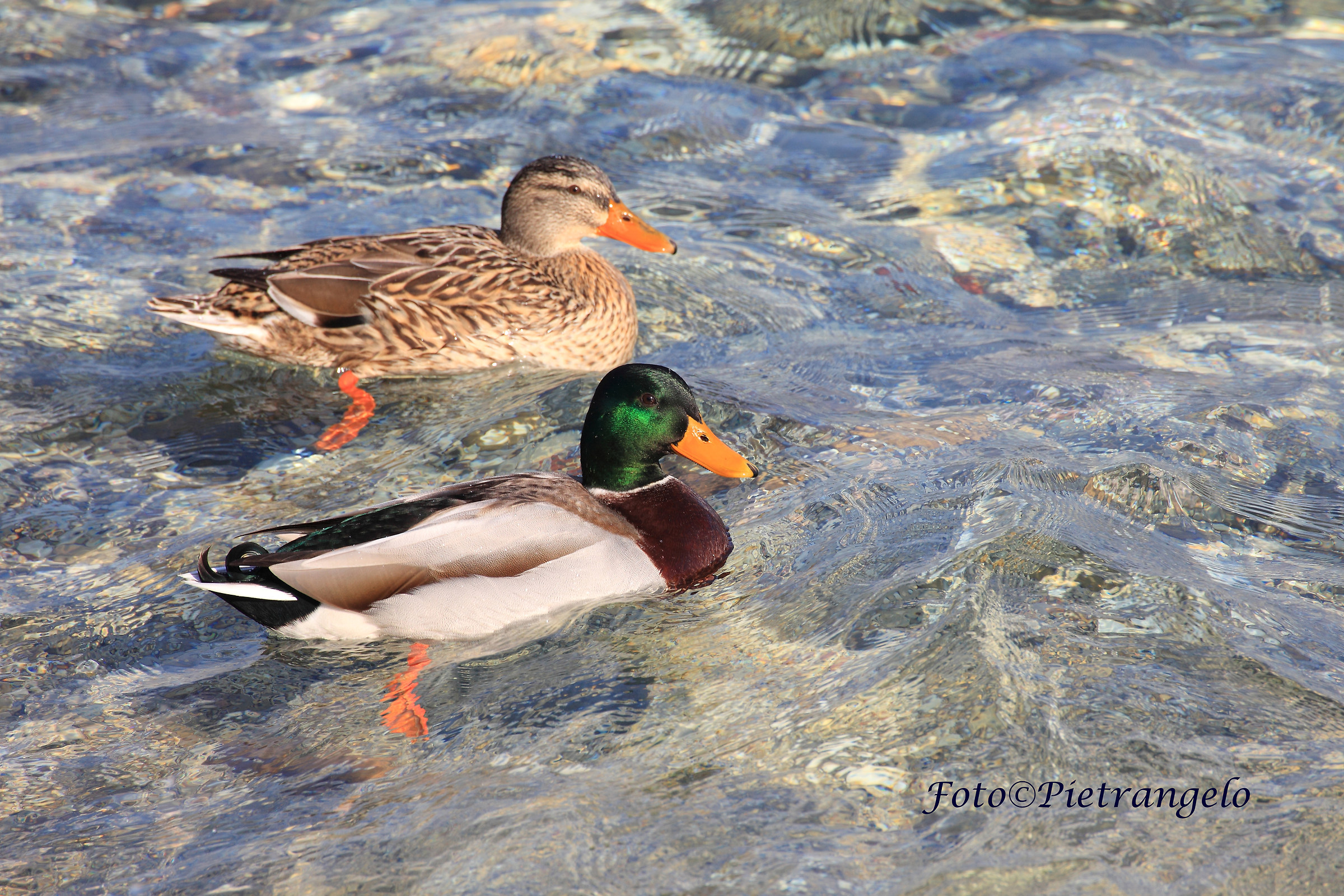 Papero Germano  in coppia