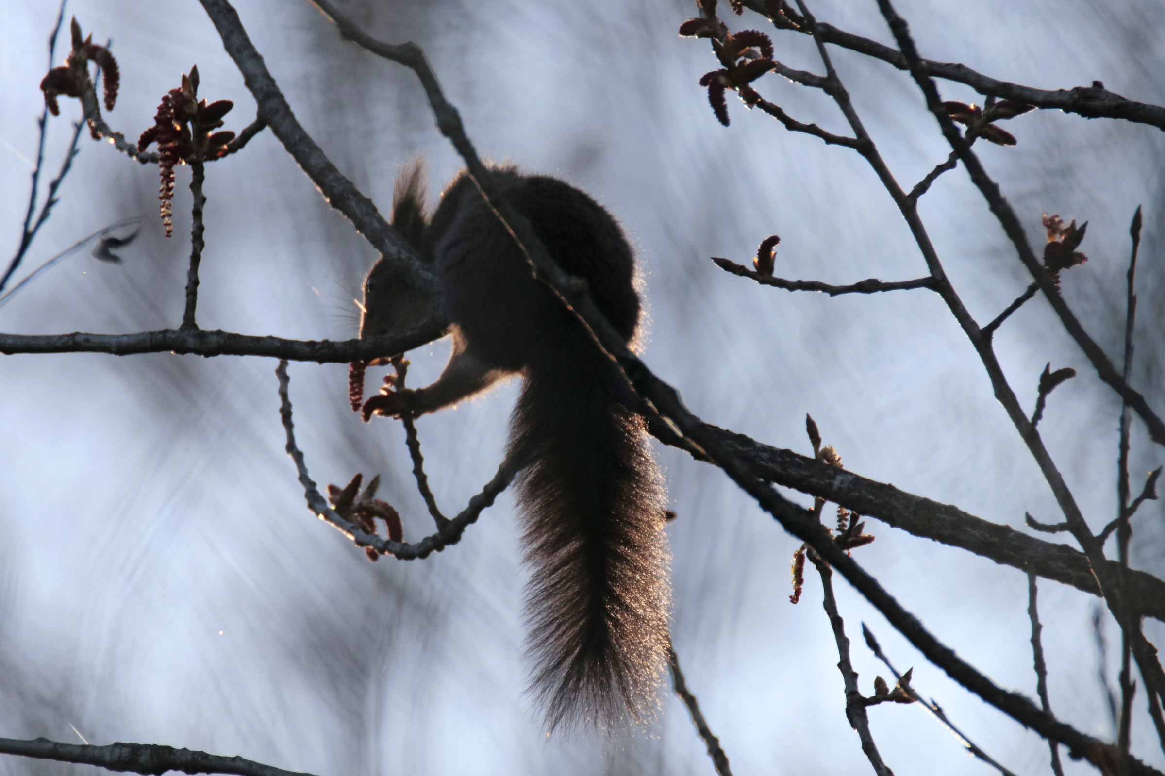 red squirrel in backlight