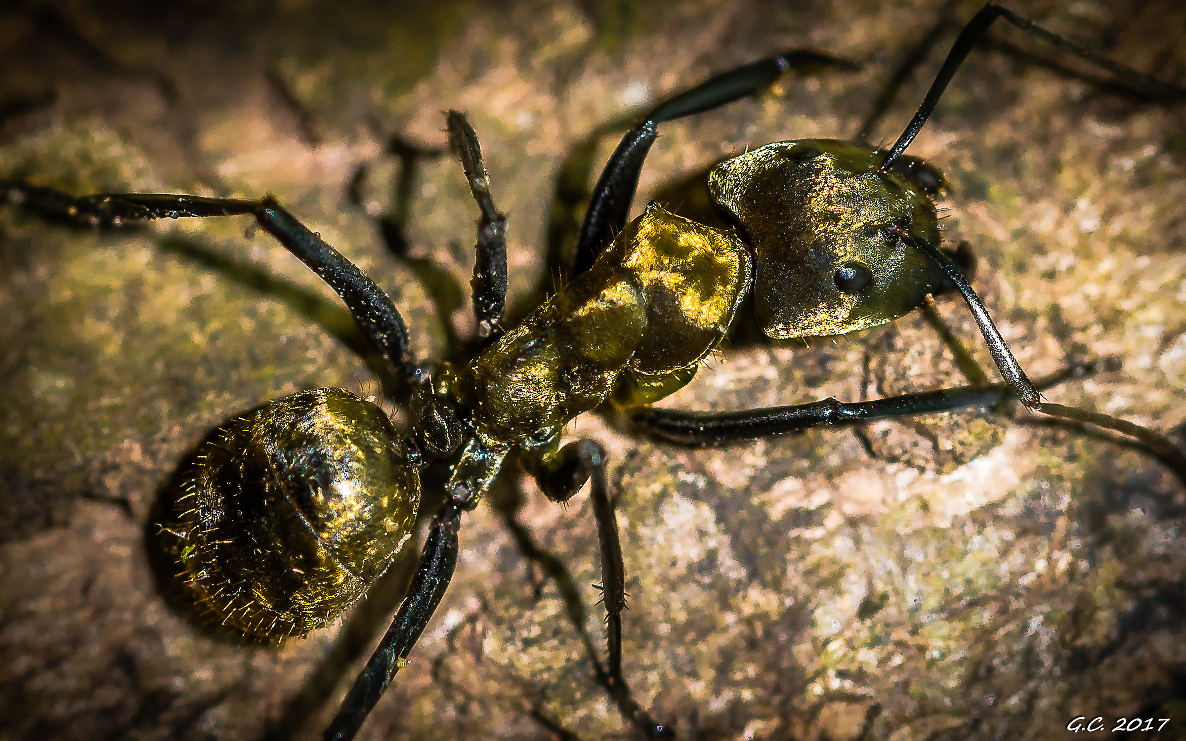 Riflessi d'oro sulla formica