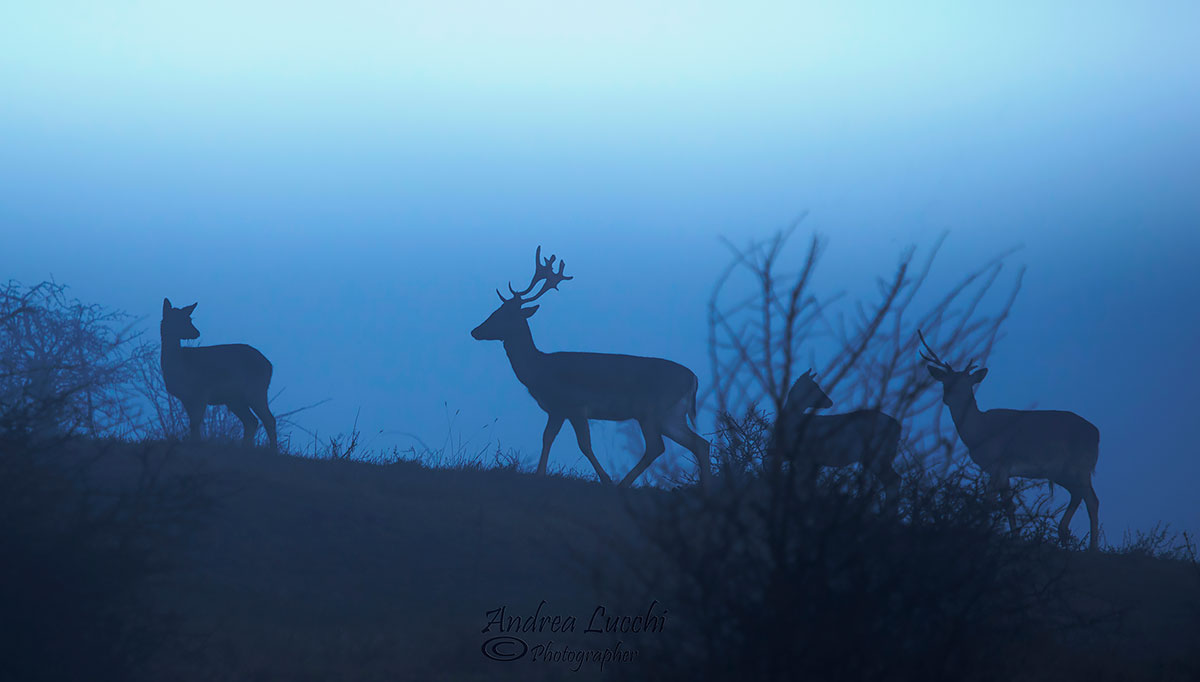 deer in the fog