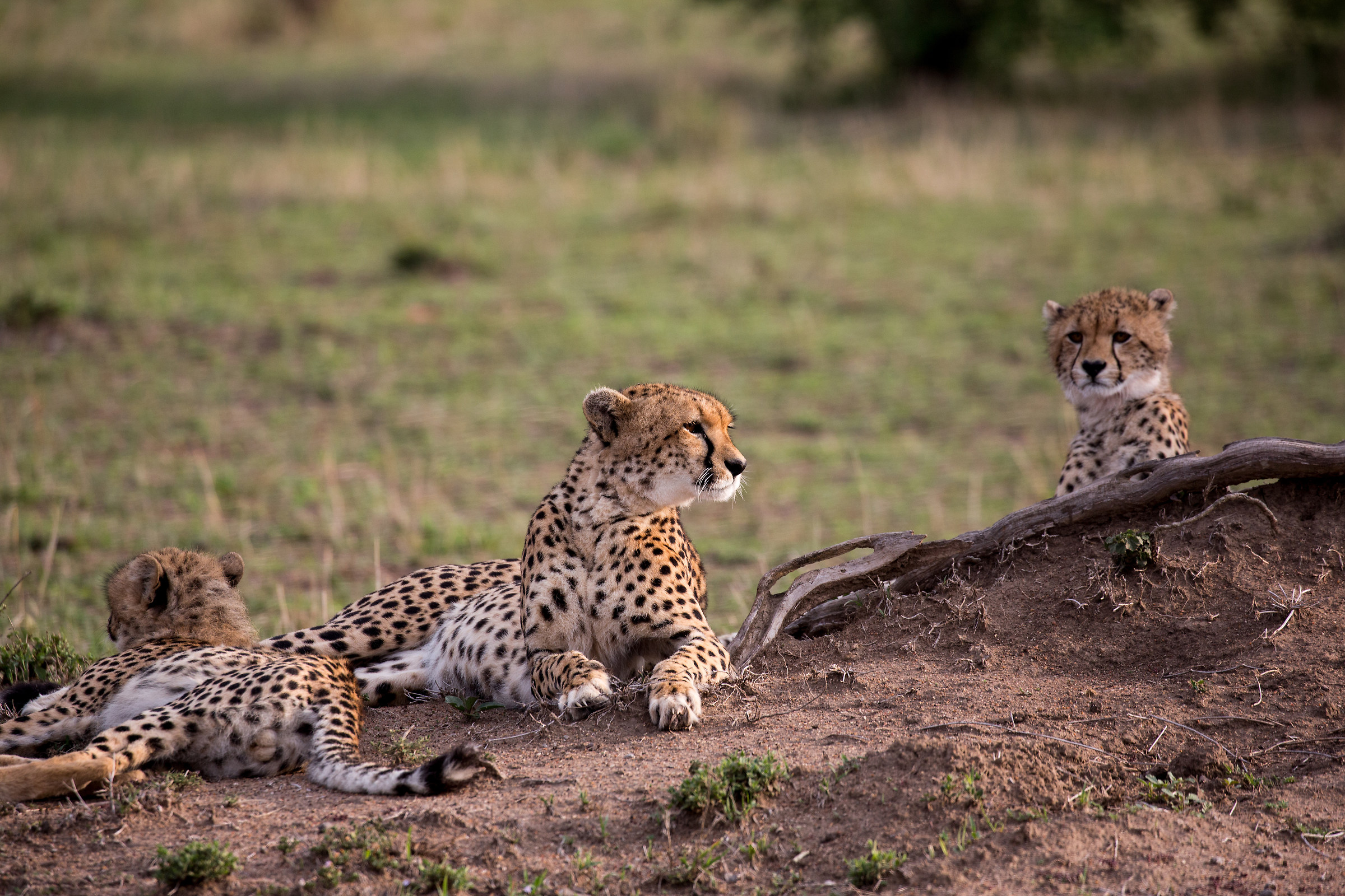 Family of cheetahs