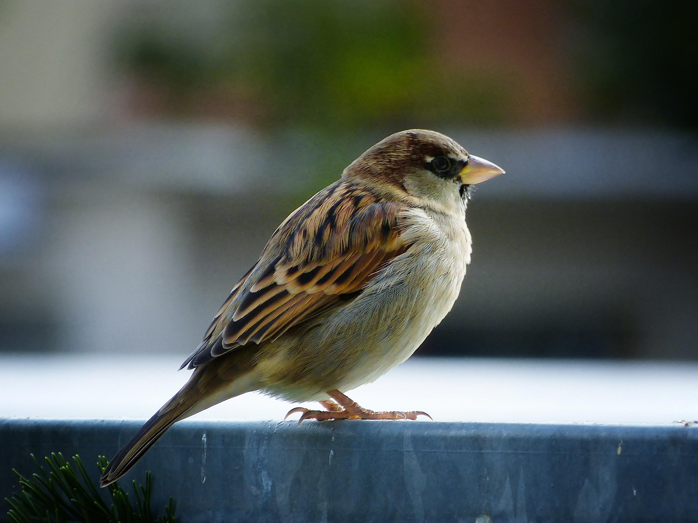 Sparrow