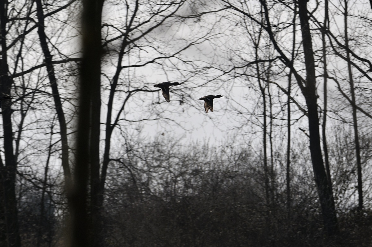 Germani in volo nel bosco