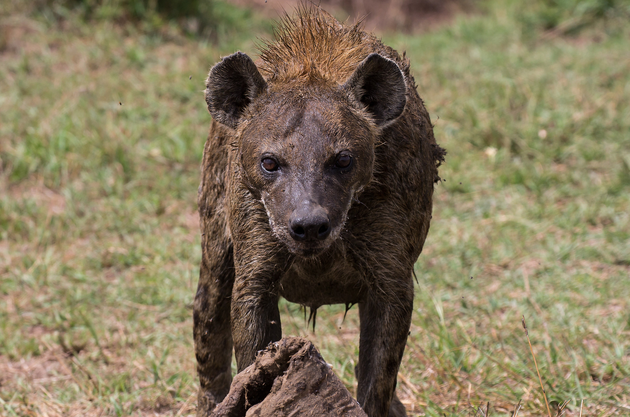 not disturb while I eat