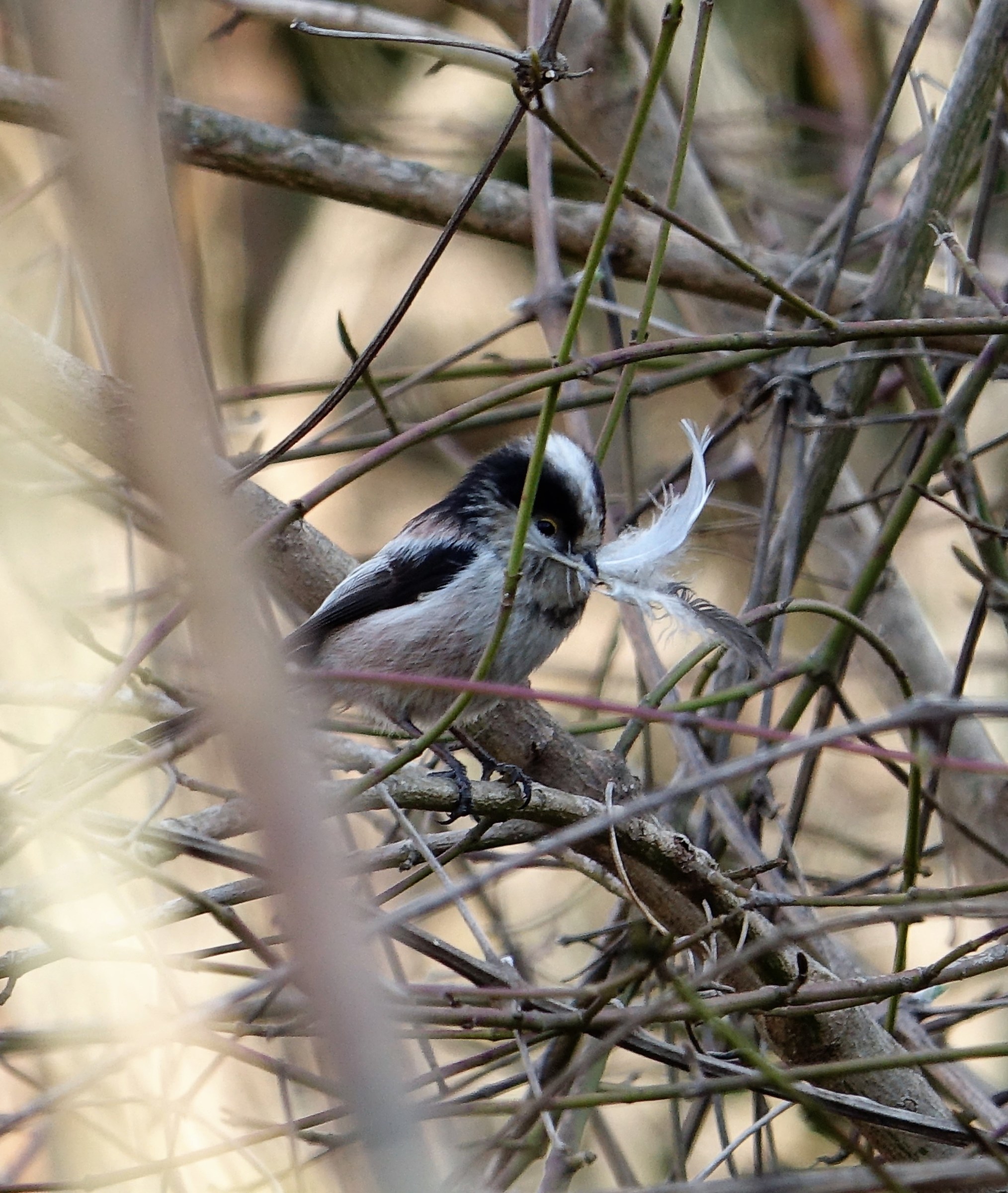 codibugnolo waiting to prepare the nest ...