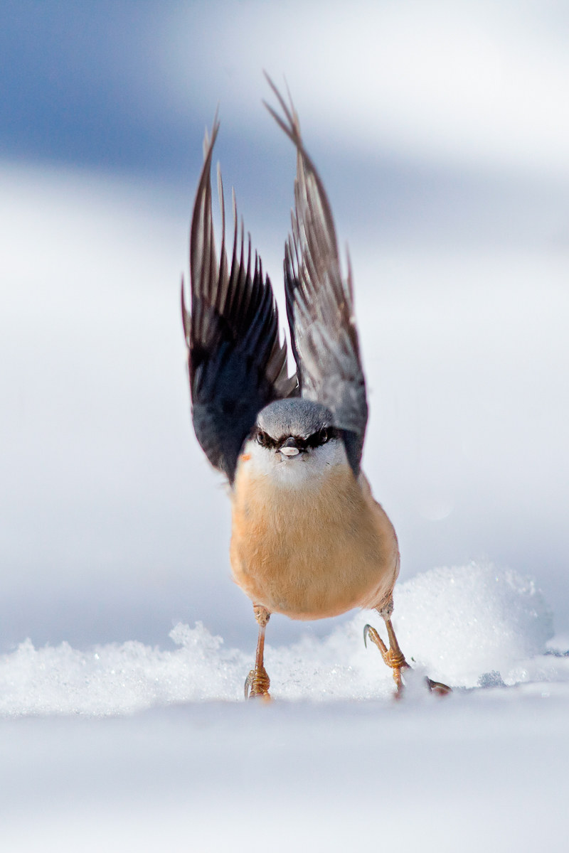 The Nuthatch