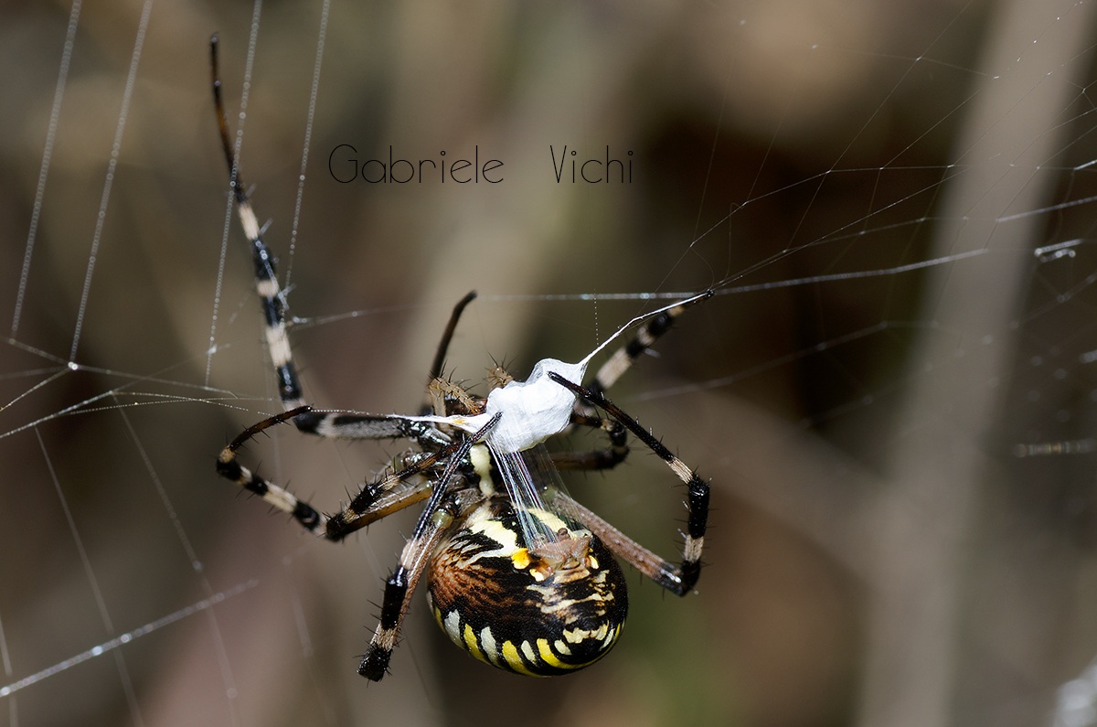 Argiope all'attacco!