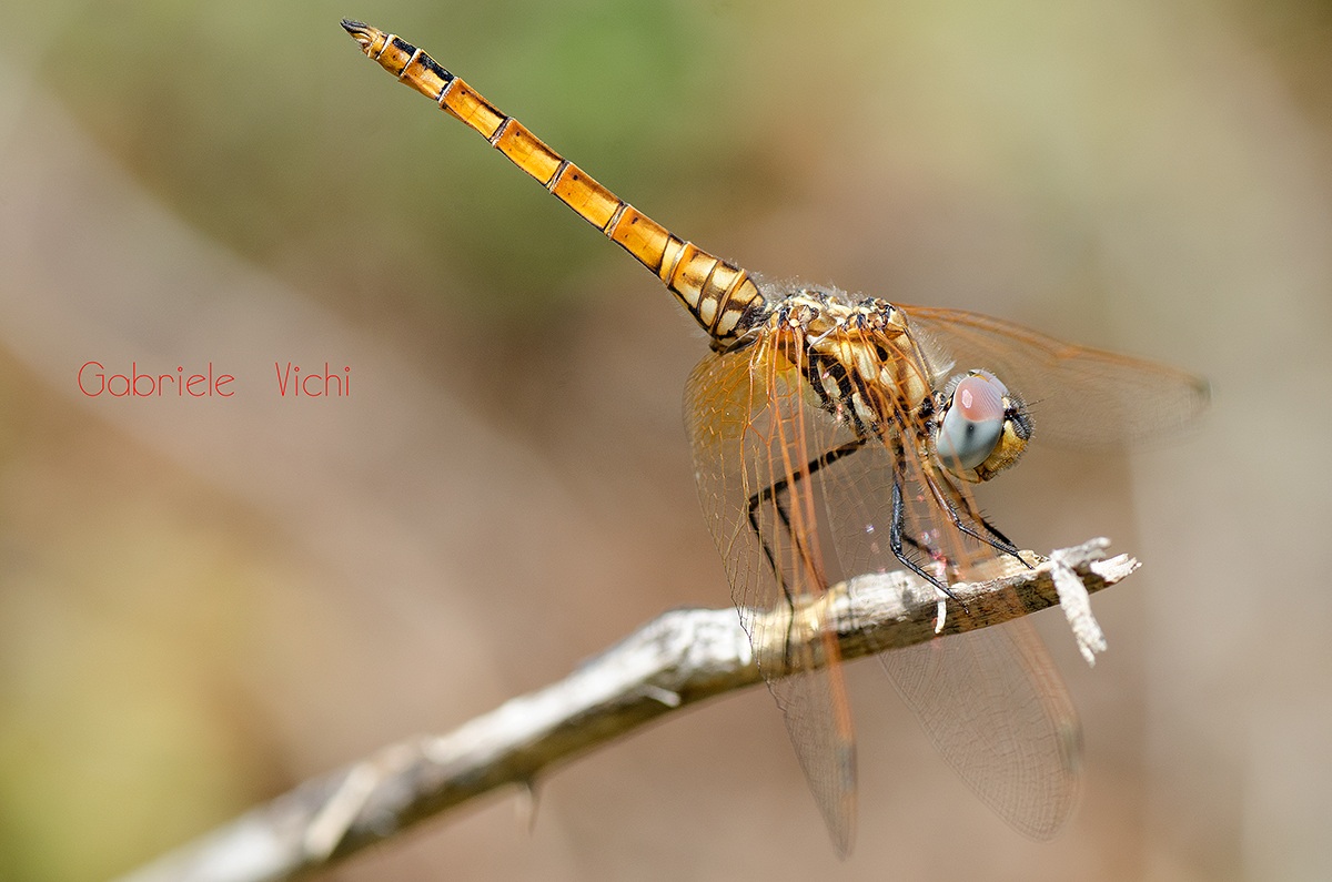 Parallelismo riuscito