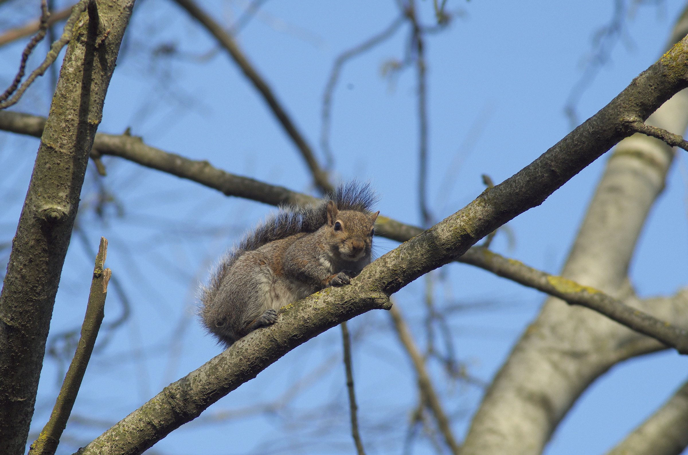 Grey squirrel
