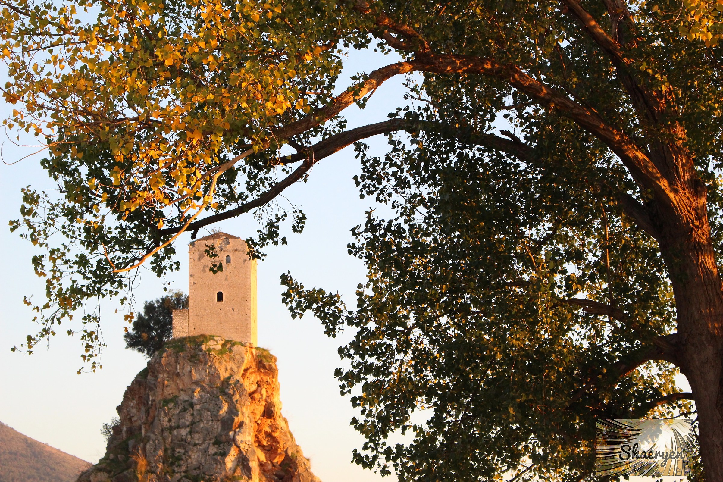 The tree and the tower