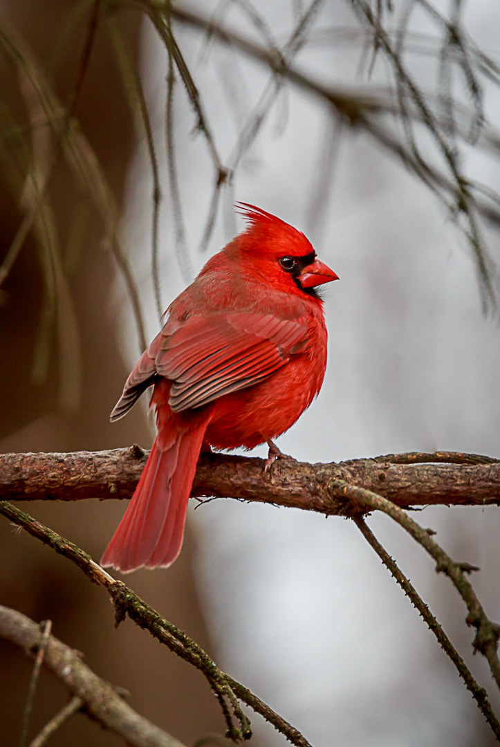 Bright Red Northern Cardinal