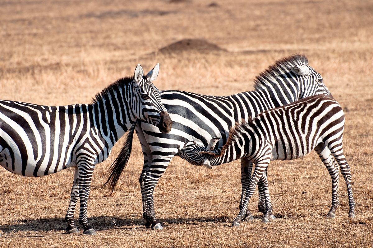 Mamma zebra