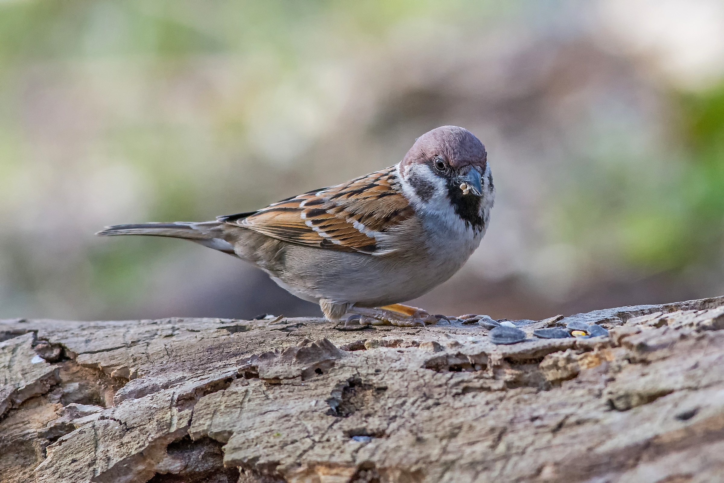 Sparrow