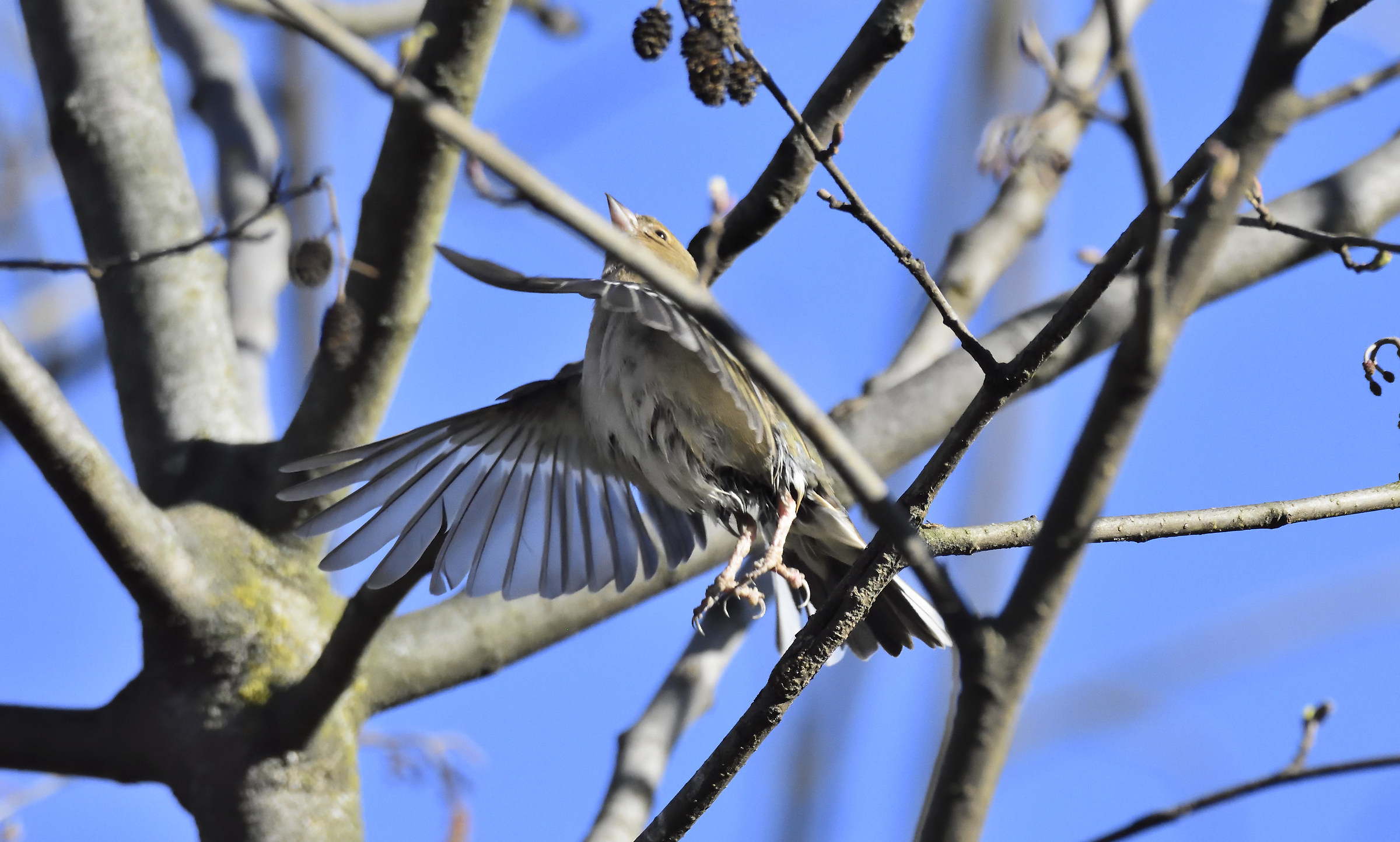 Chaffinch in flight