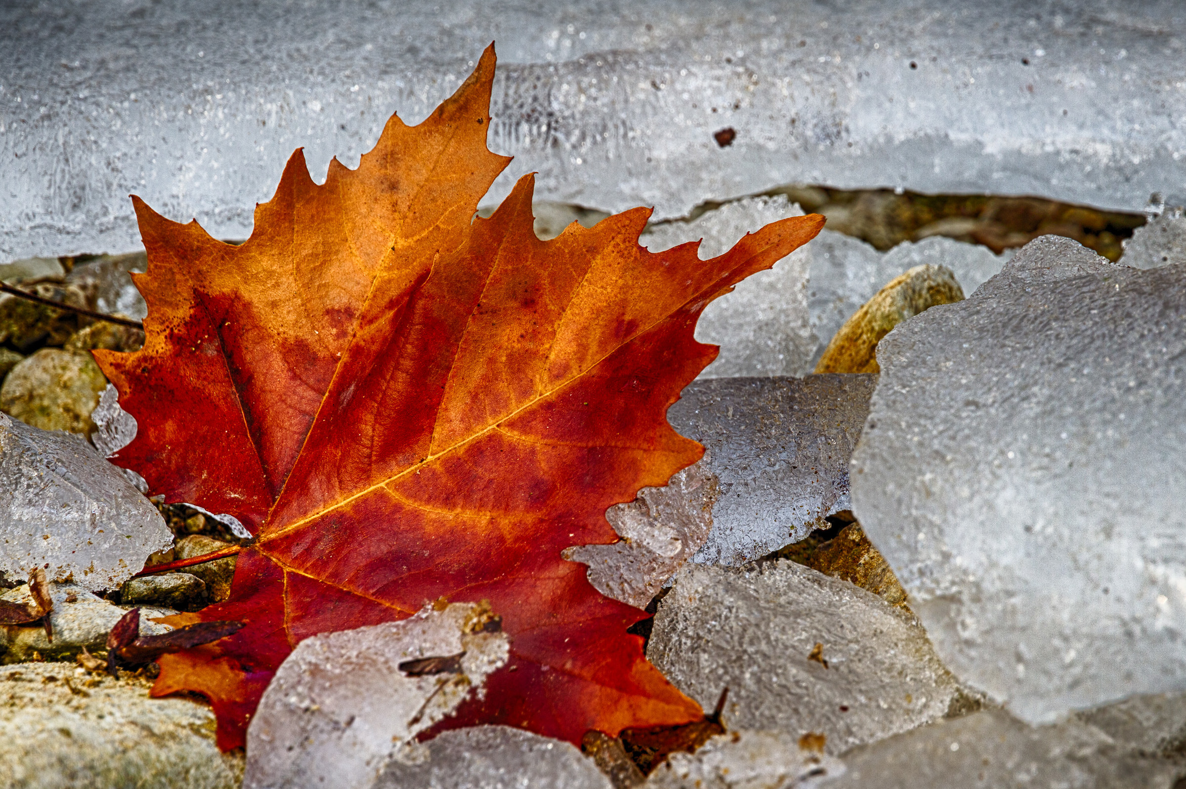 inverno sulle rive del Lambro
