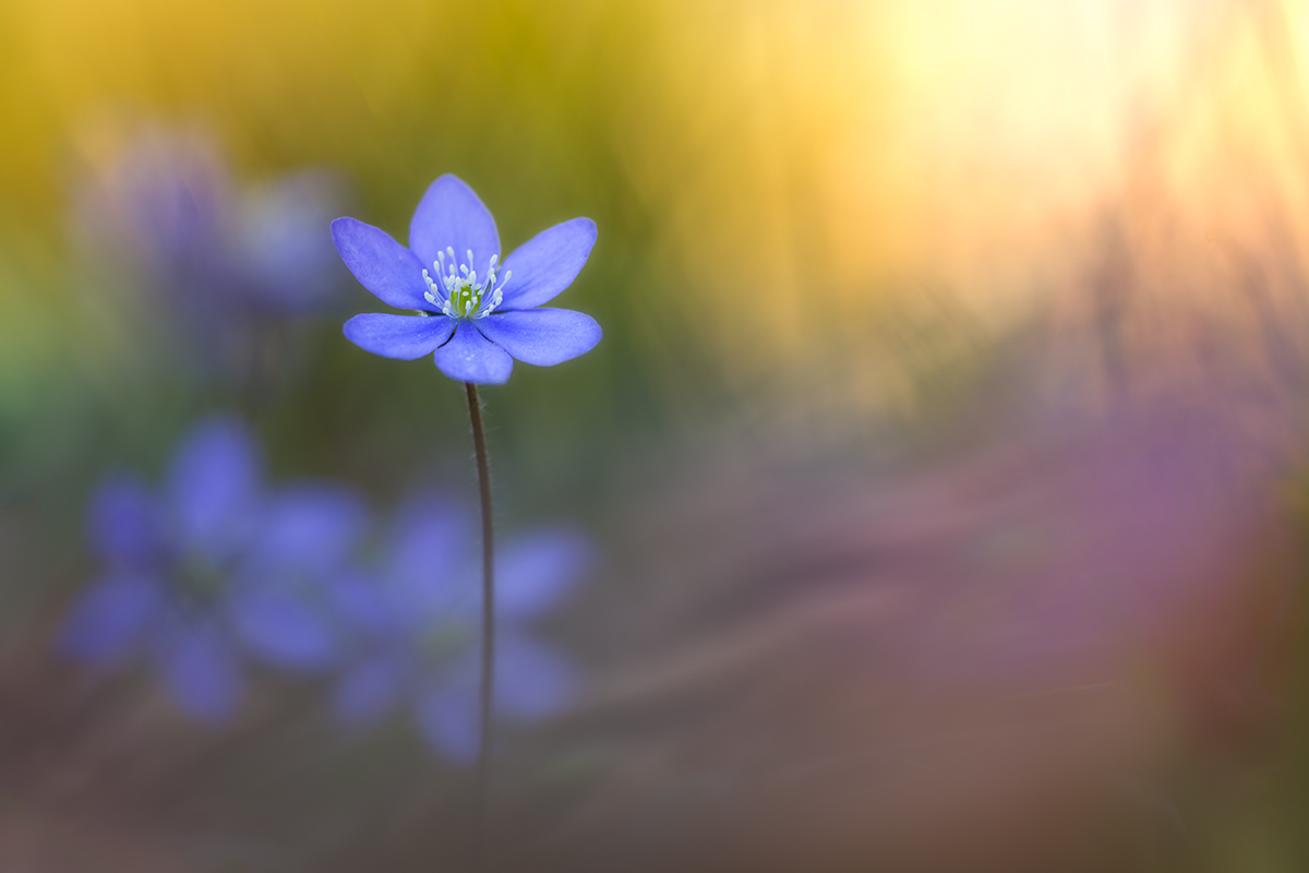 La prima luce per lei