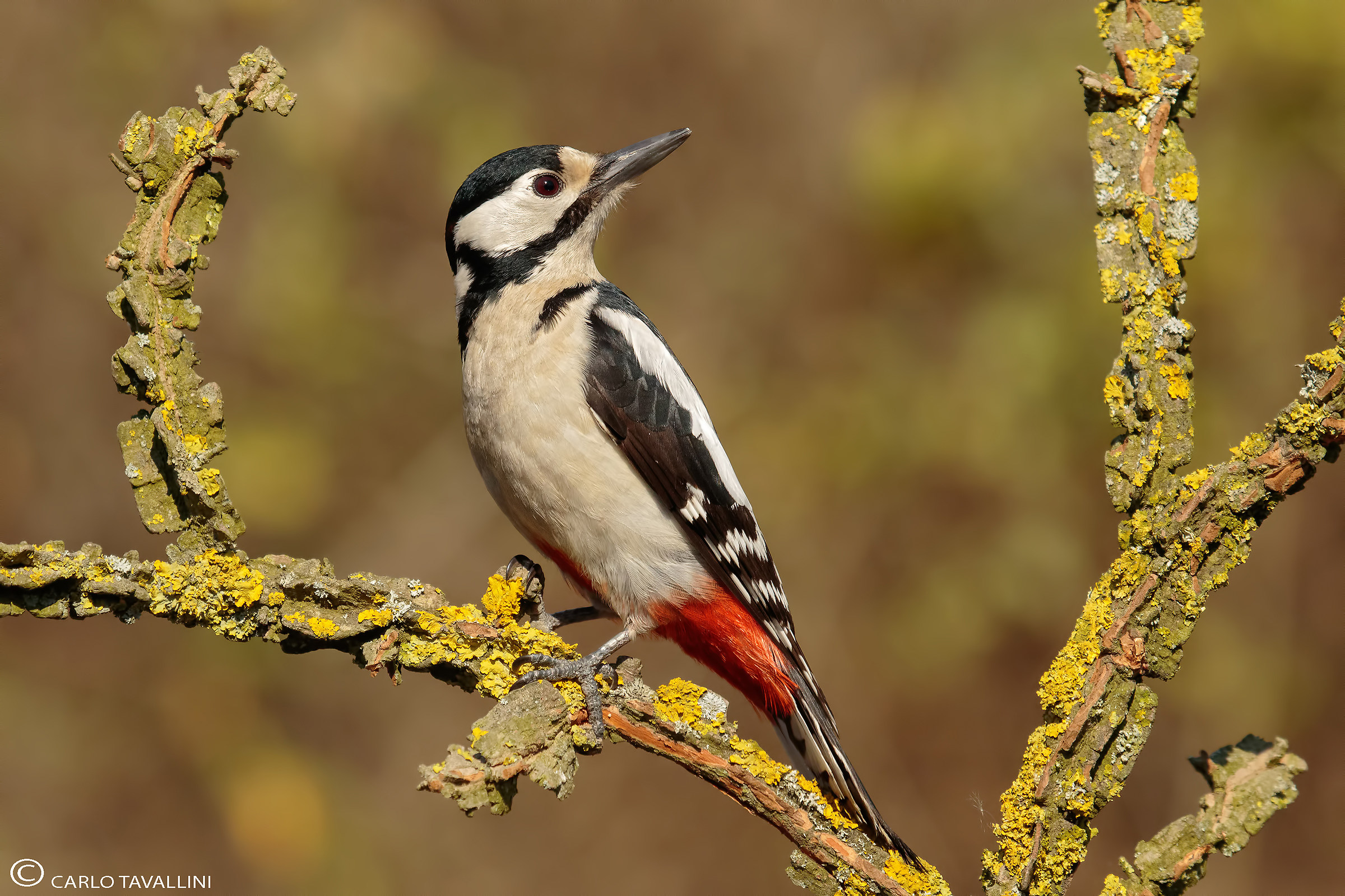 Picchio rosso maggiore