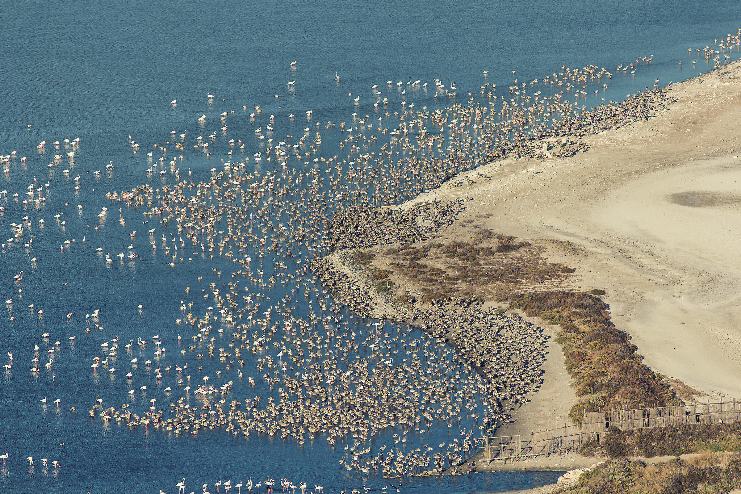 colony of flamingos in the salt pans poetto
