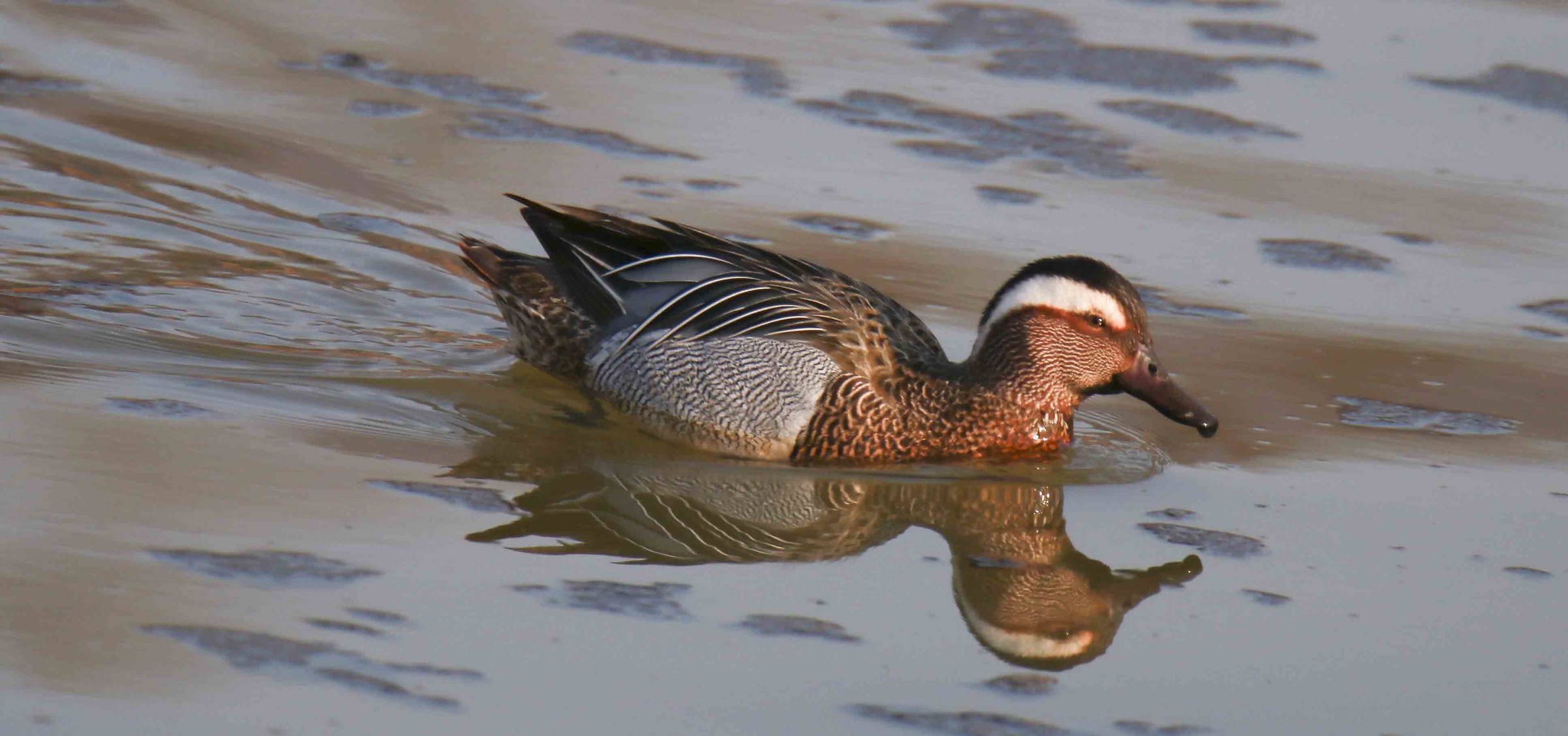 Marzaiola al tramonto