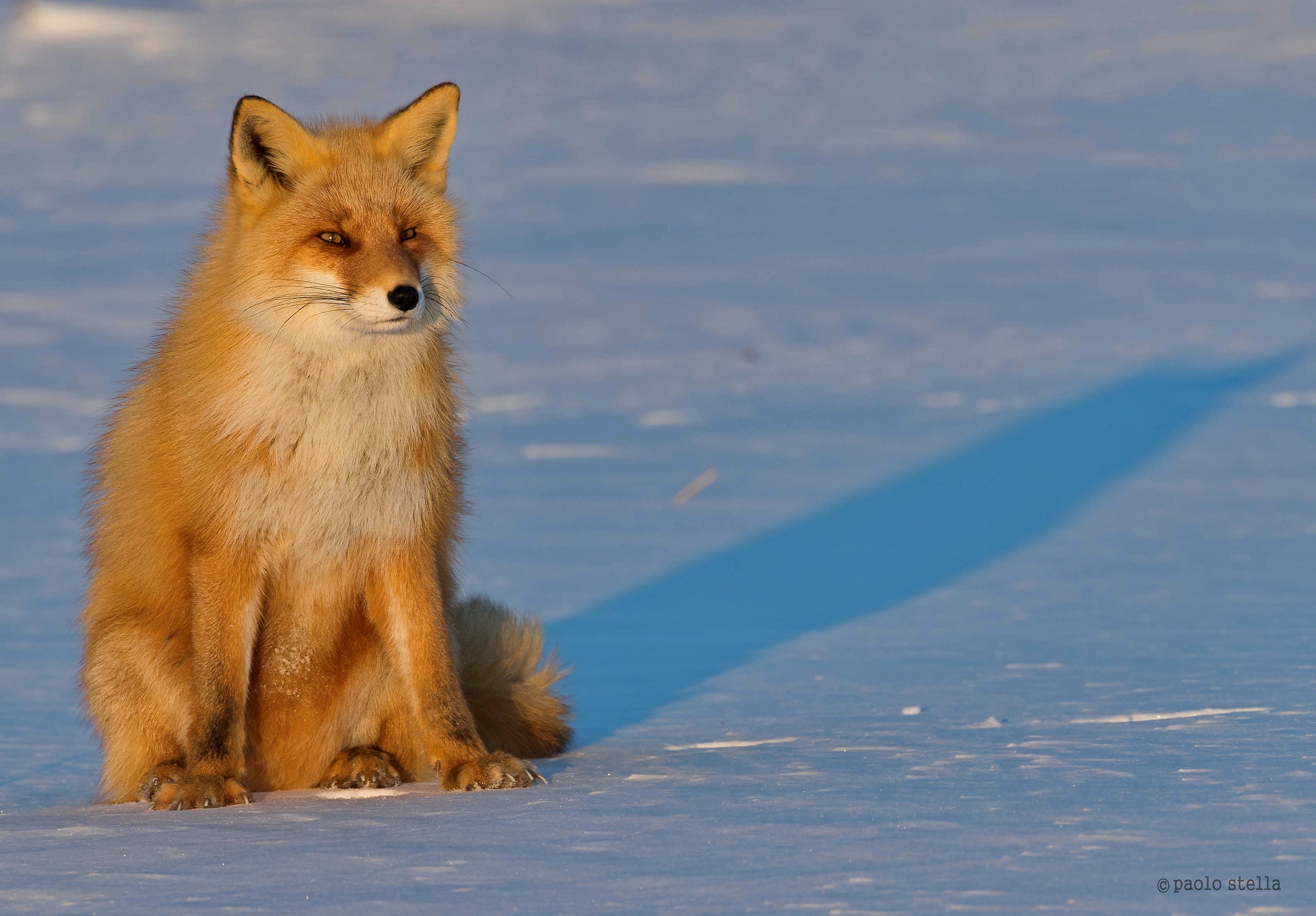 volpe rossa – kitsune