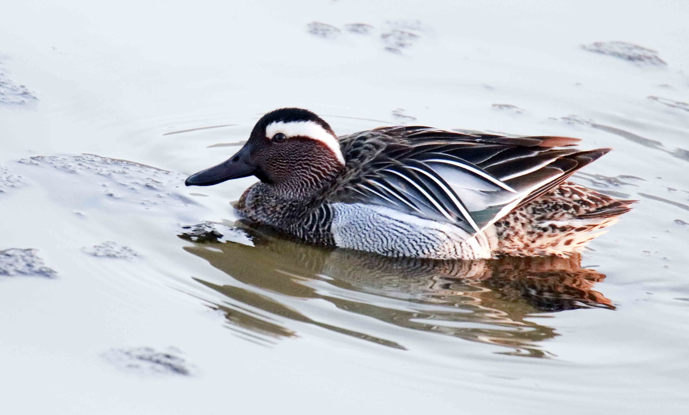 Lo splendore del piumaggio
