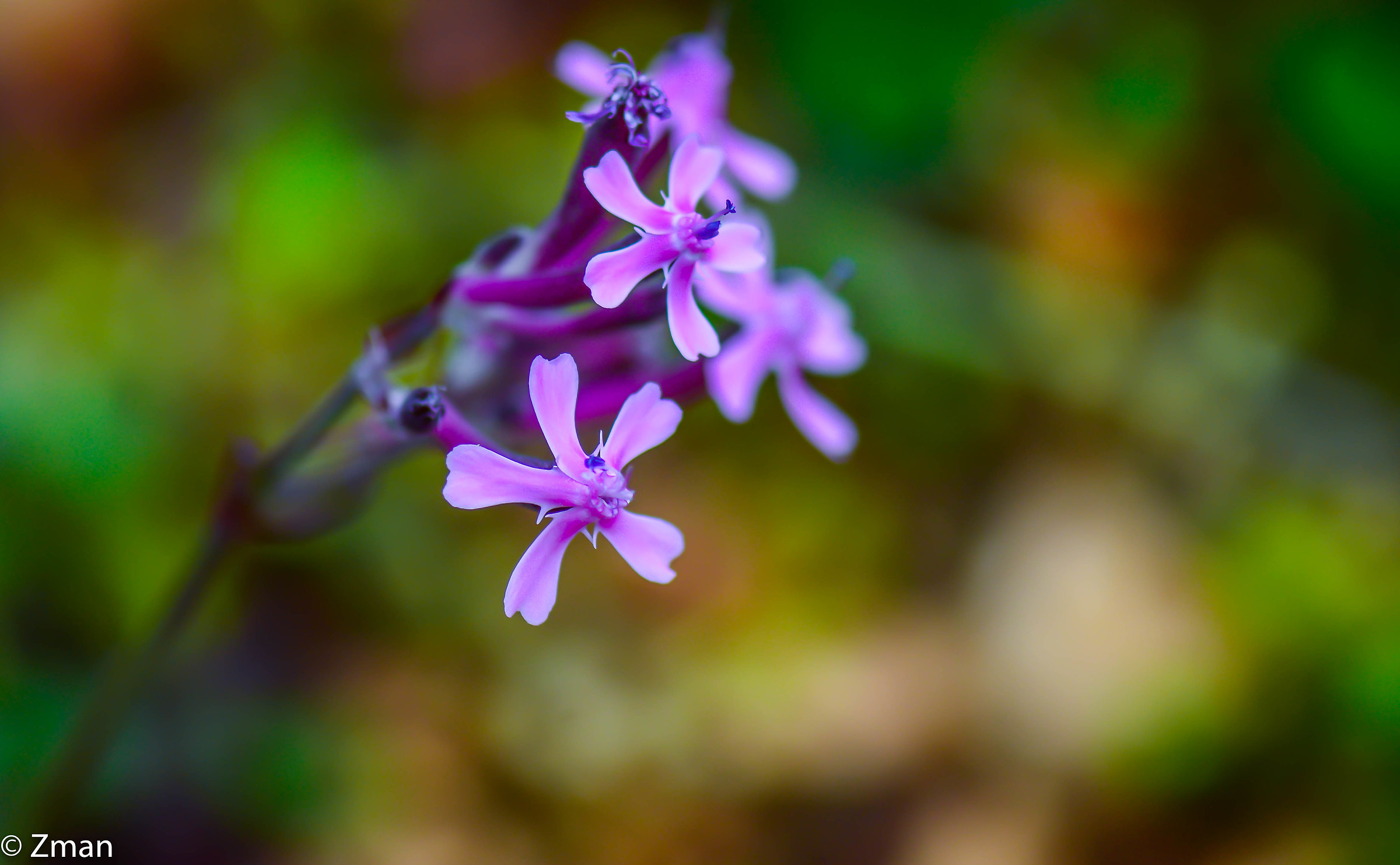 Rosa Fiore selvaggio