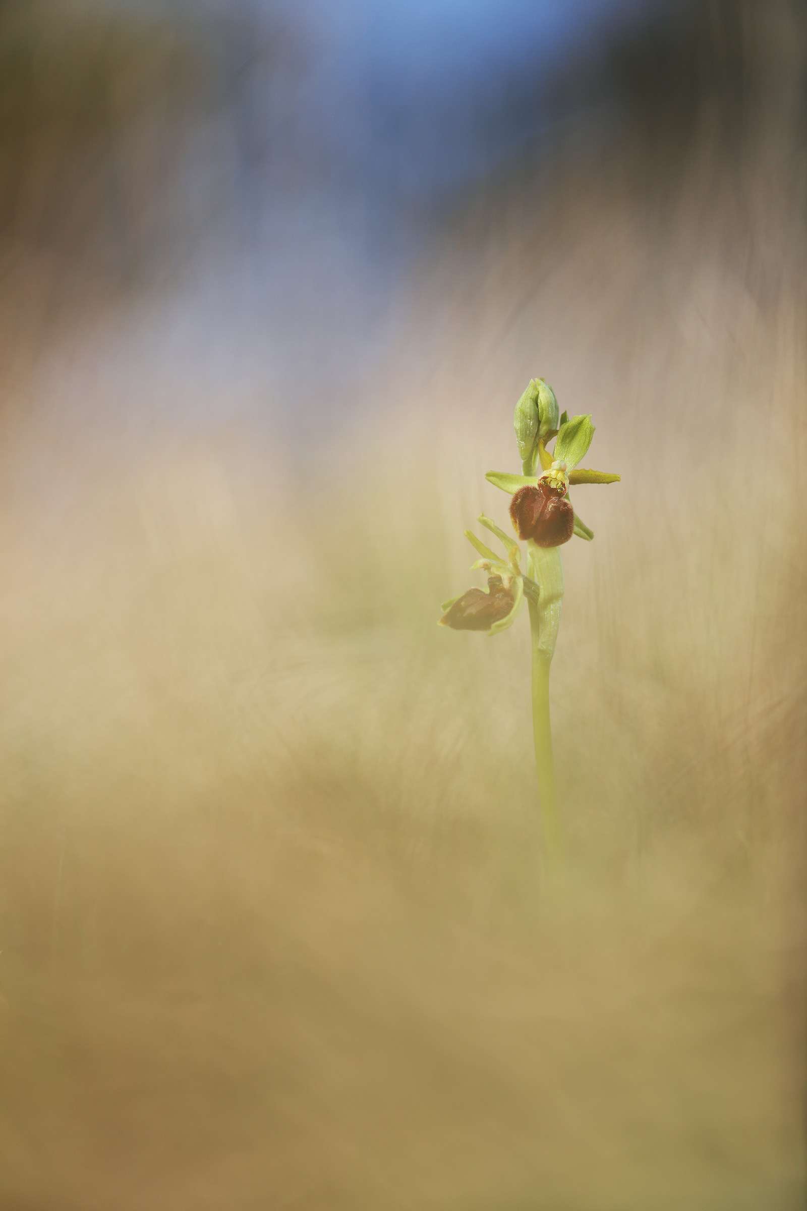 Ophrys sphegodes