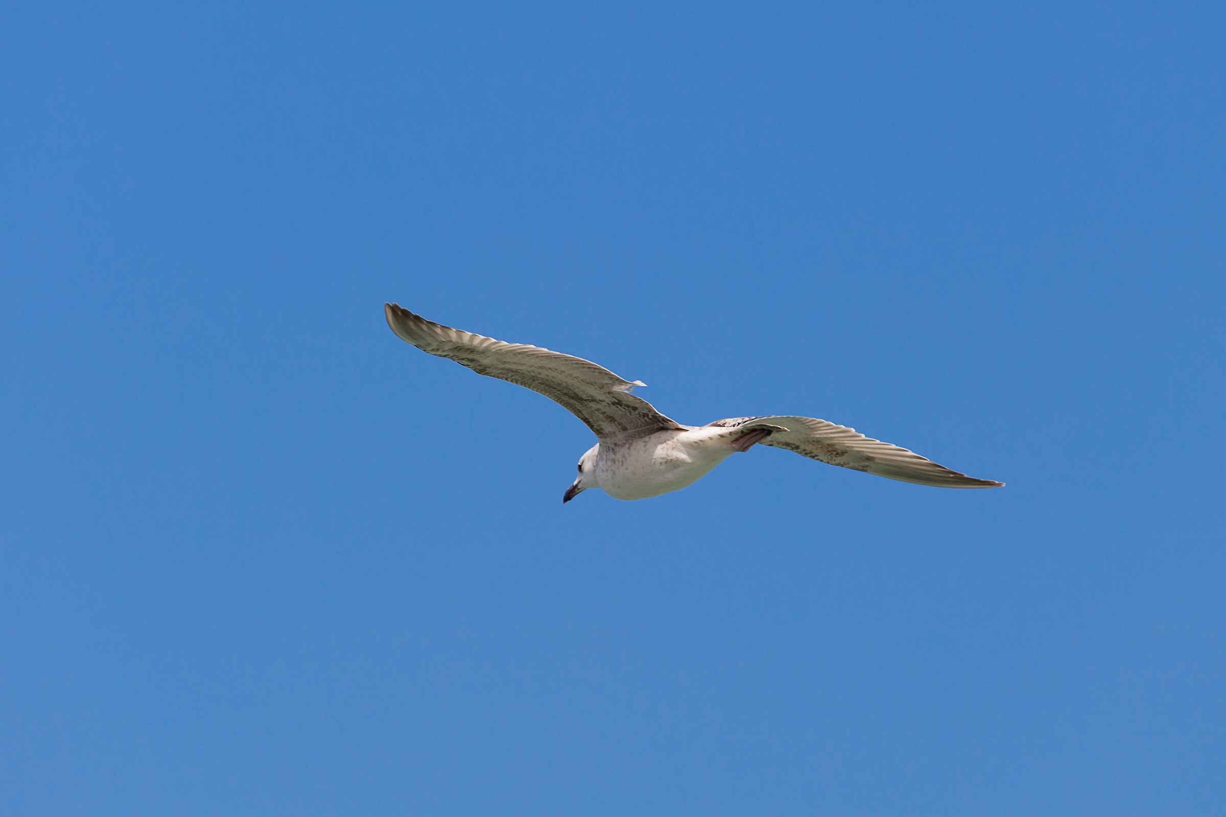 Seagull