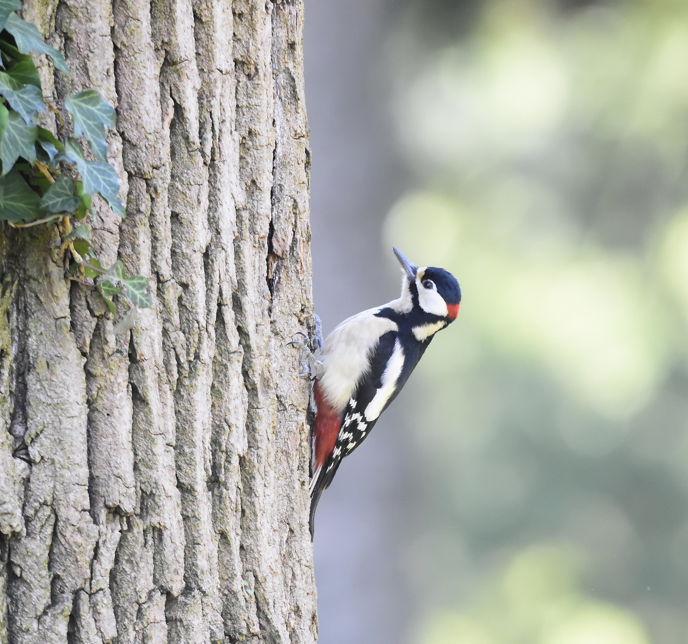 woodpecker