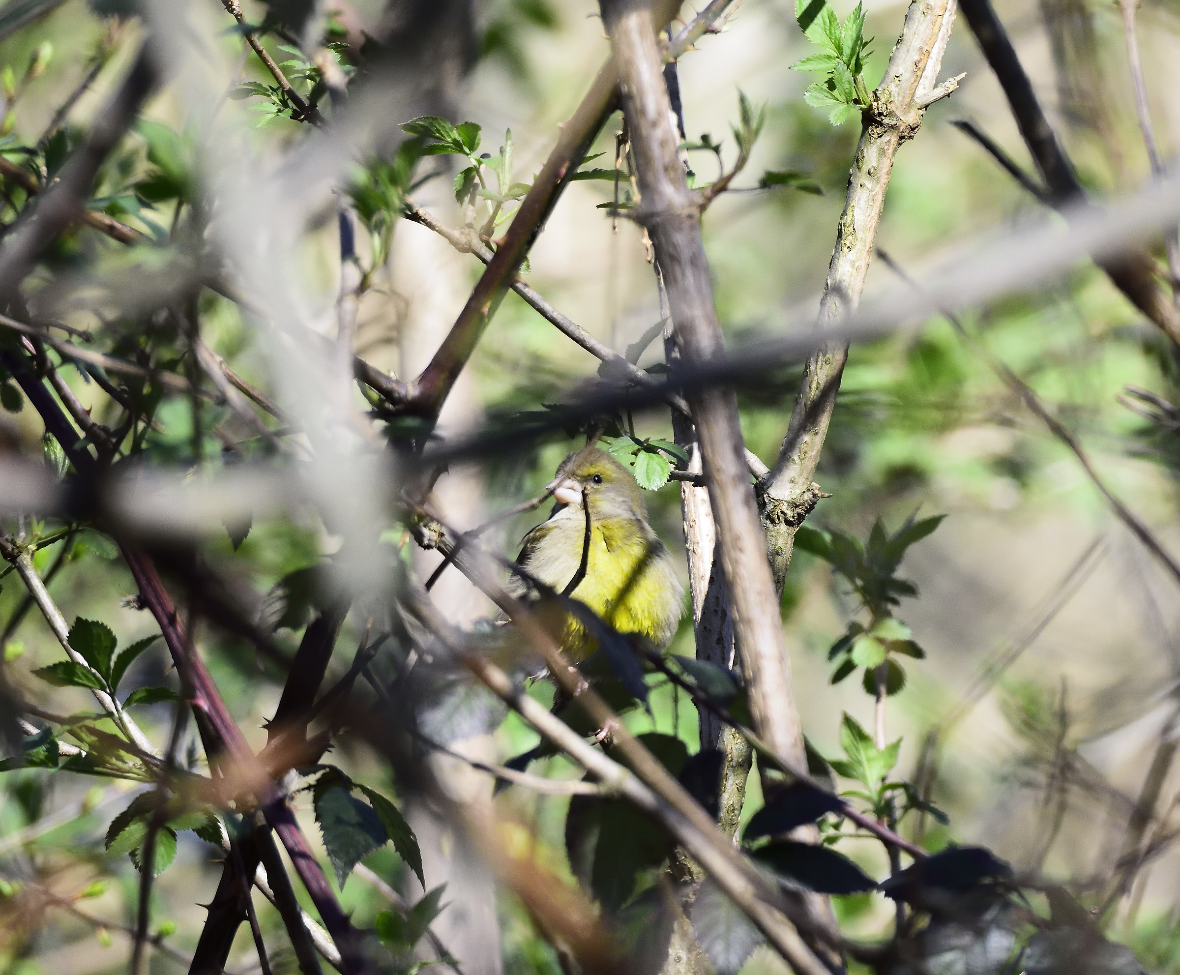greenfinch
