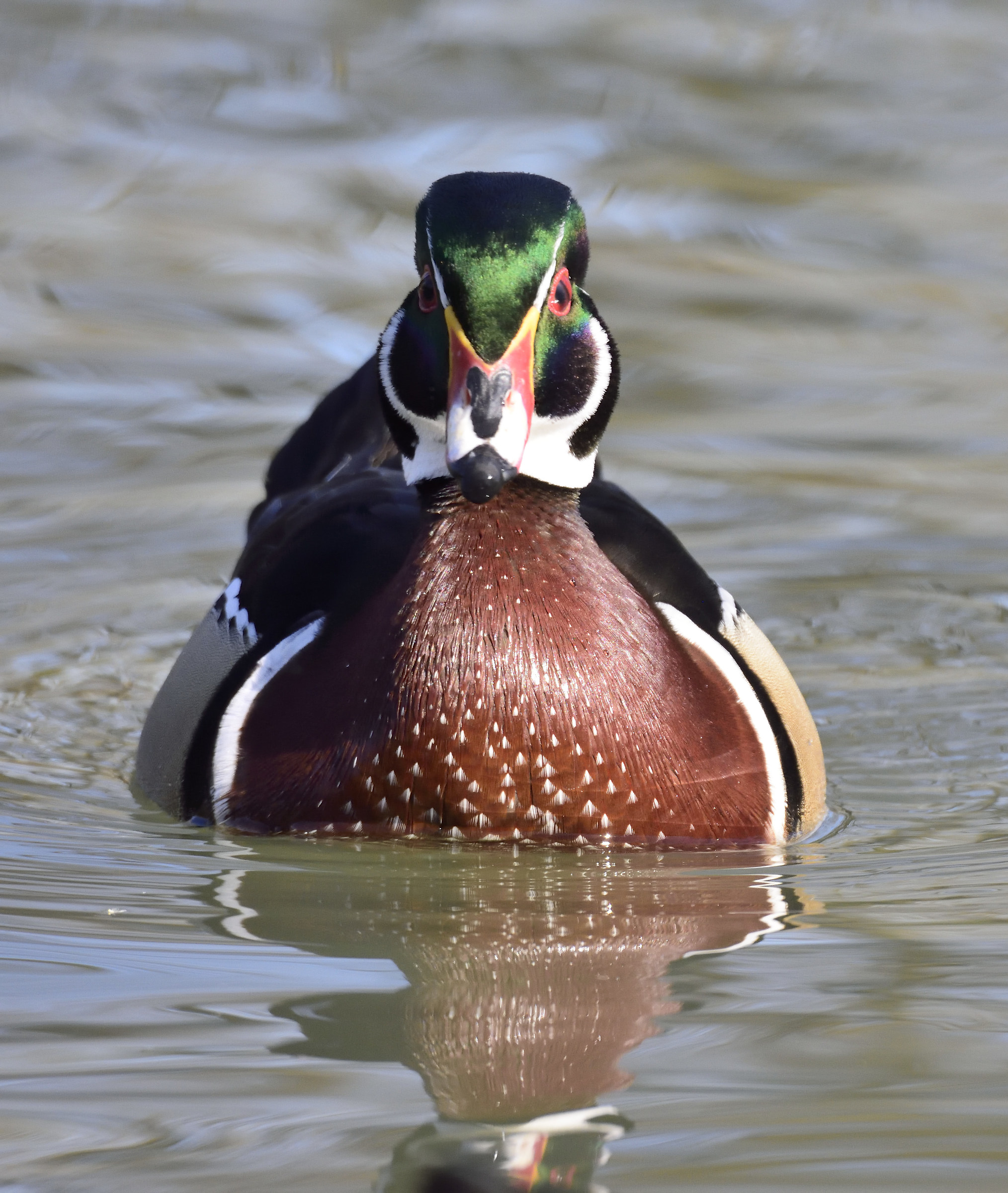 Wood duck