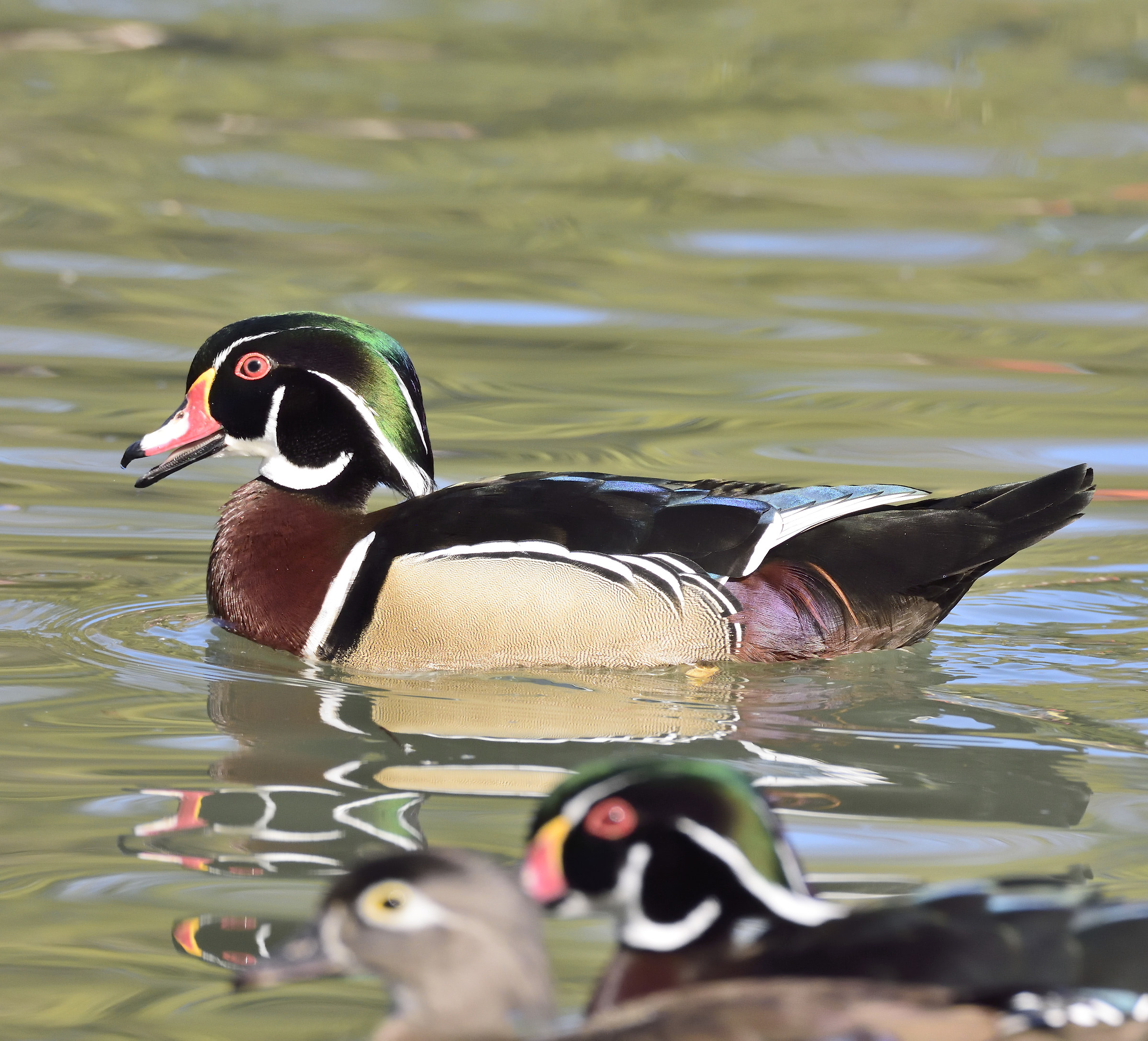 Wood duck