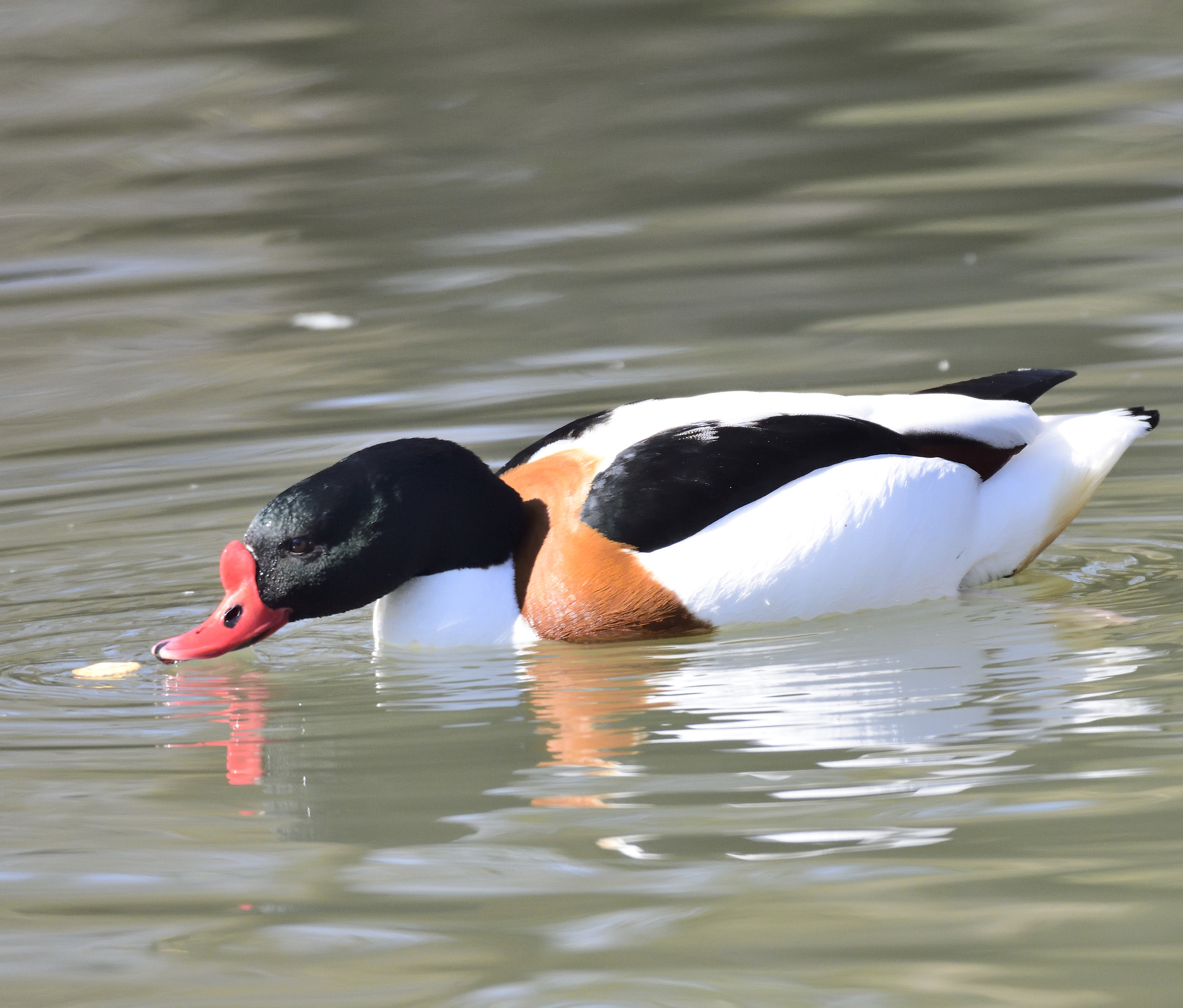 shelduck