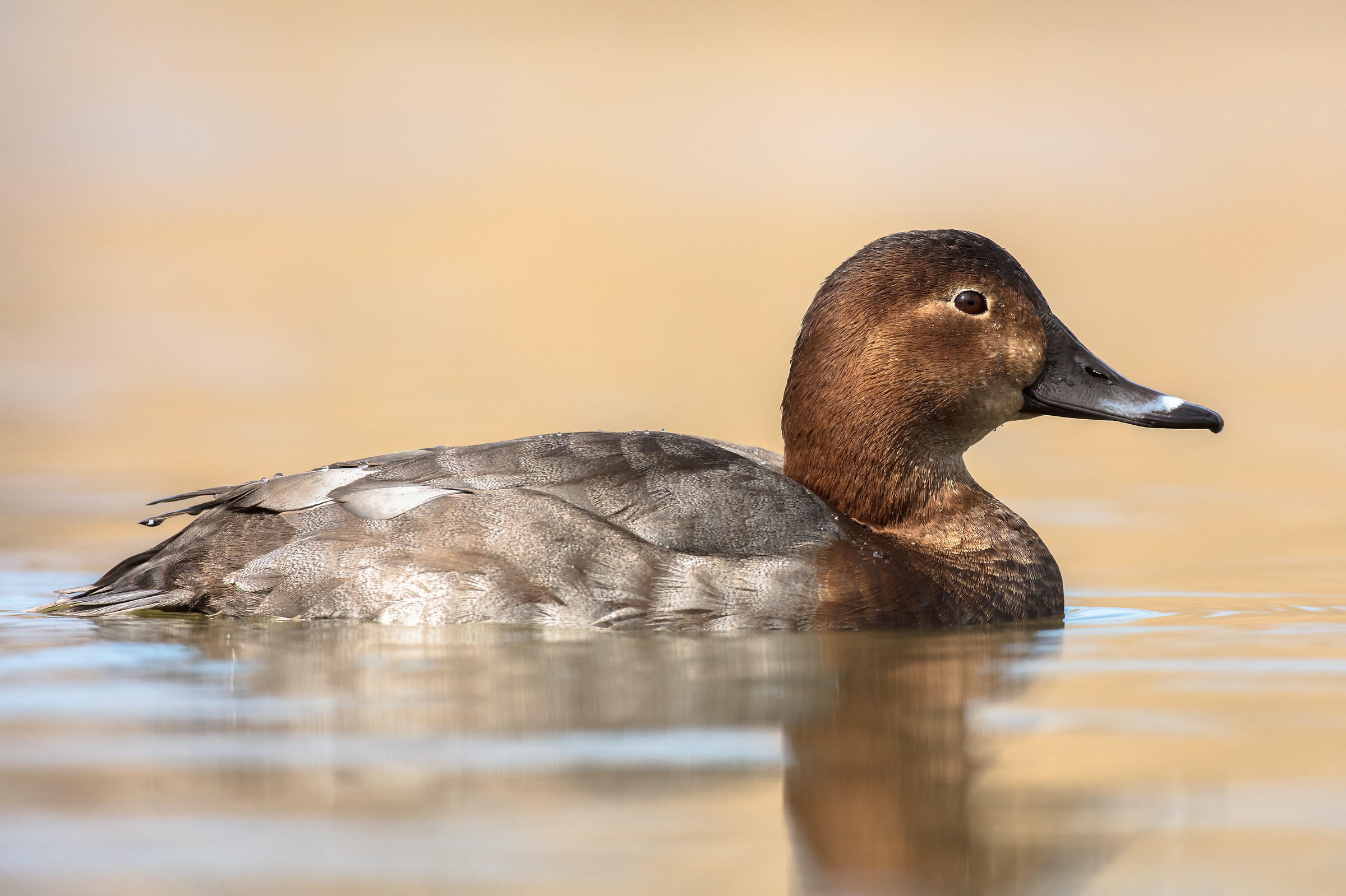 pochard female