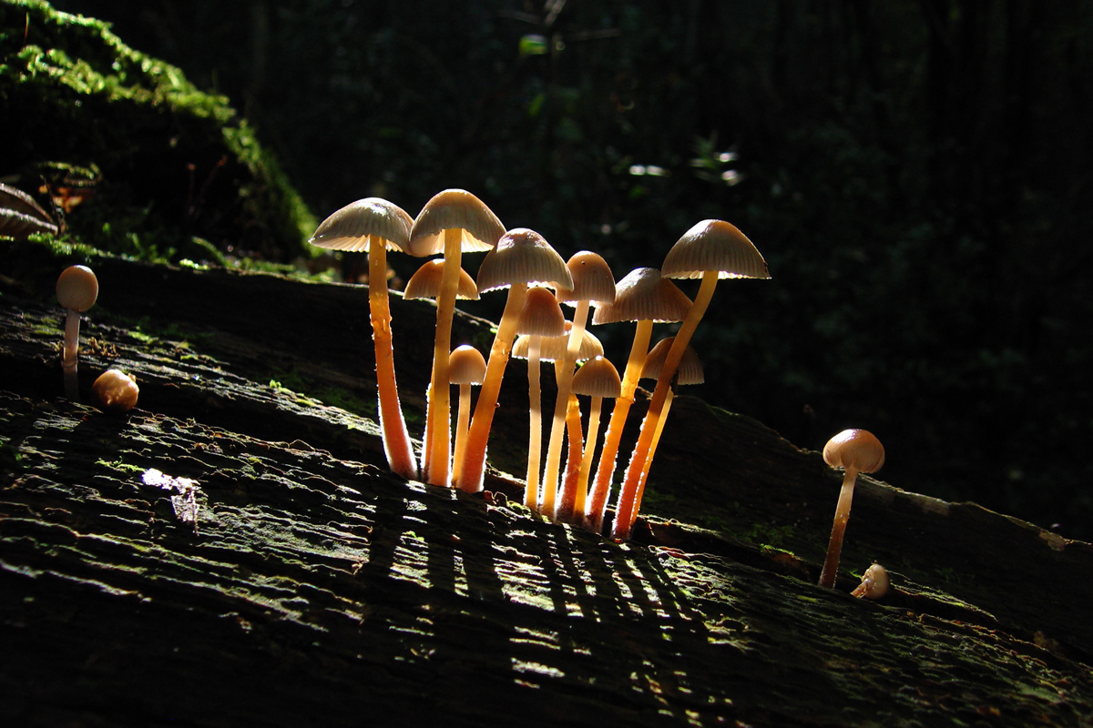 Mycena spotted