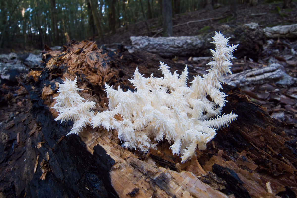 Hericium Clathroides