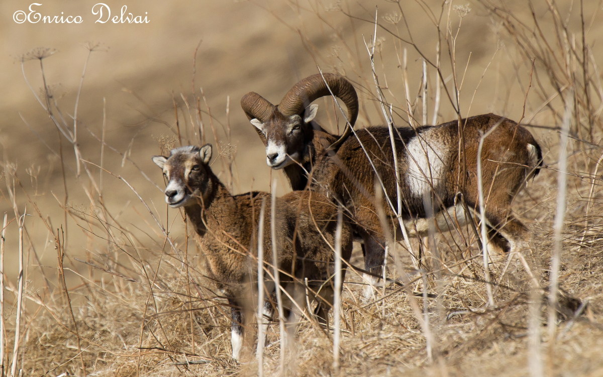 mouflon