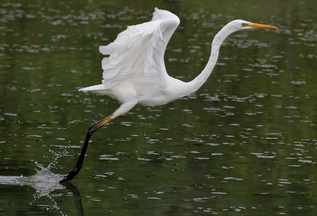 pattinaggio sull'acqua