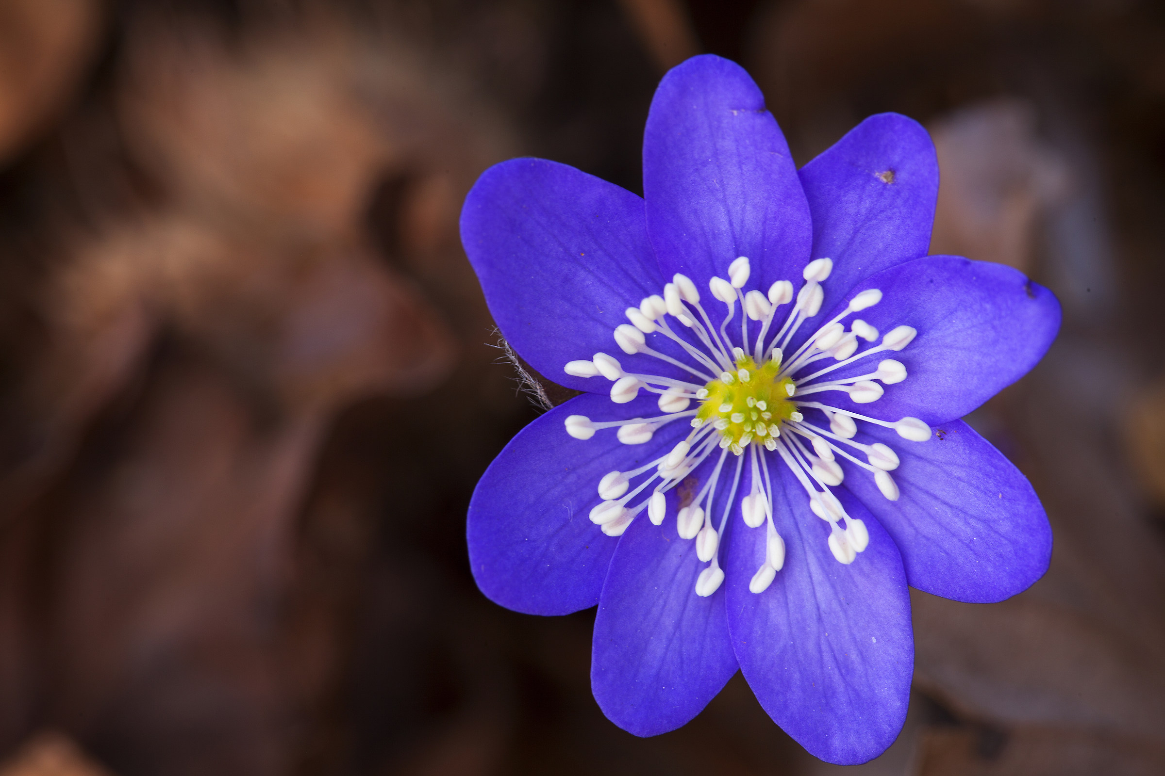 Hepatica Nobilis