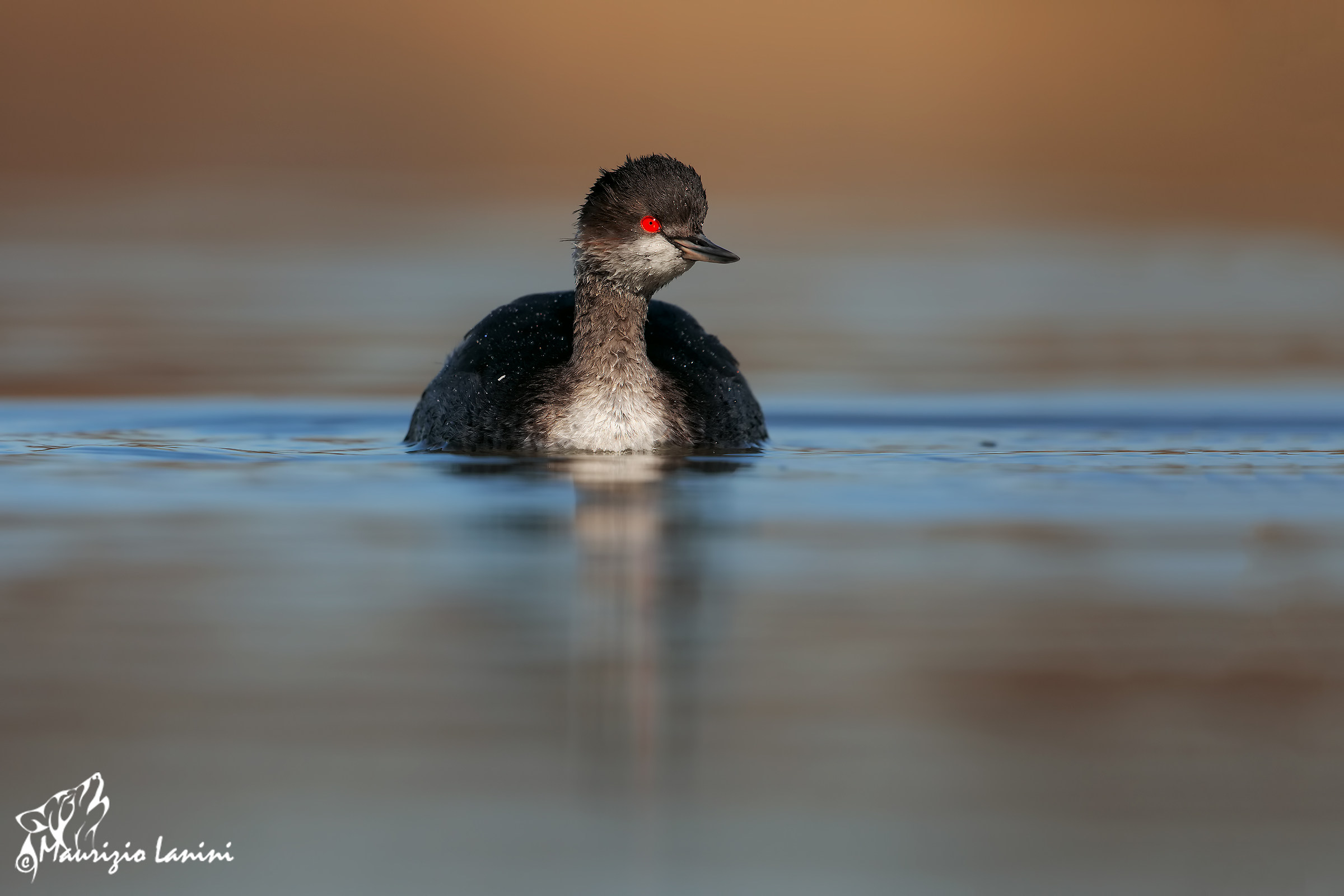 Black-necked Grebe