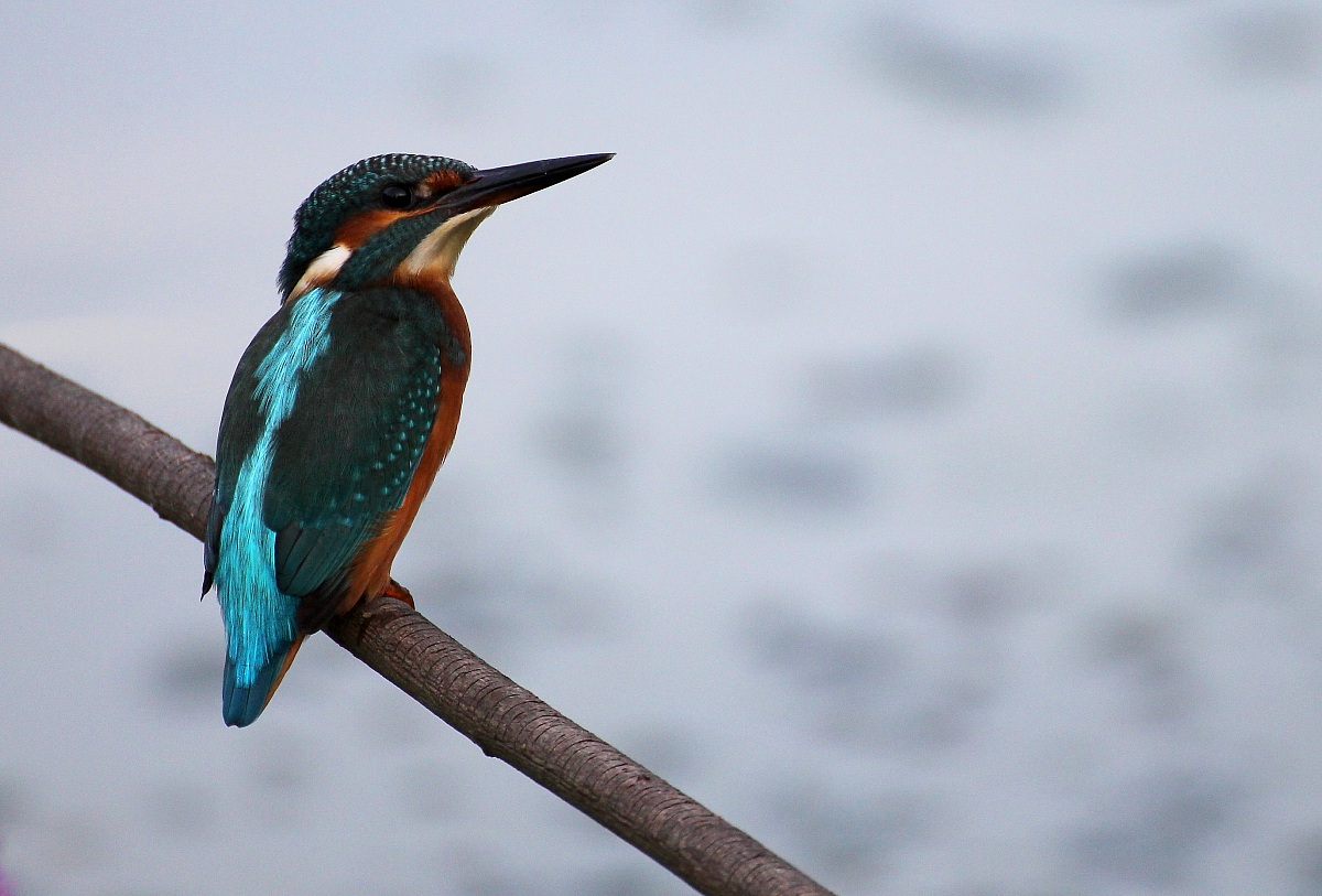 mi sento osservato...