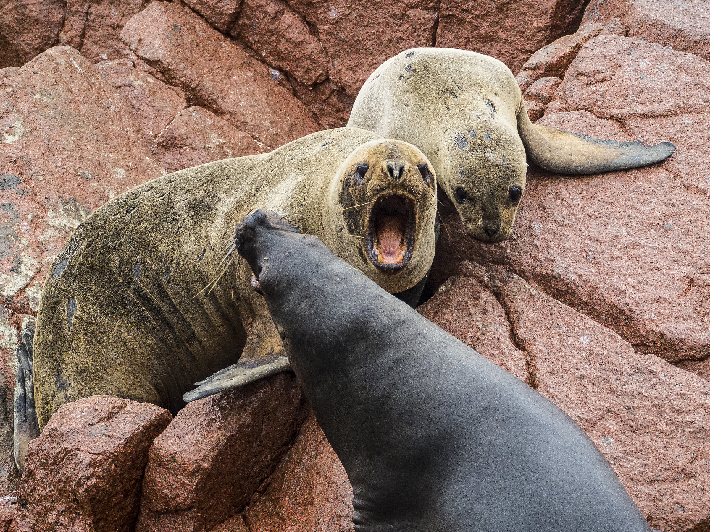 Discussioni famigliari