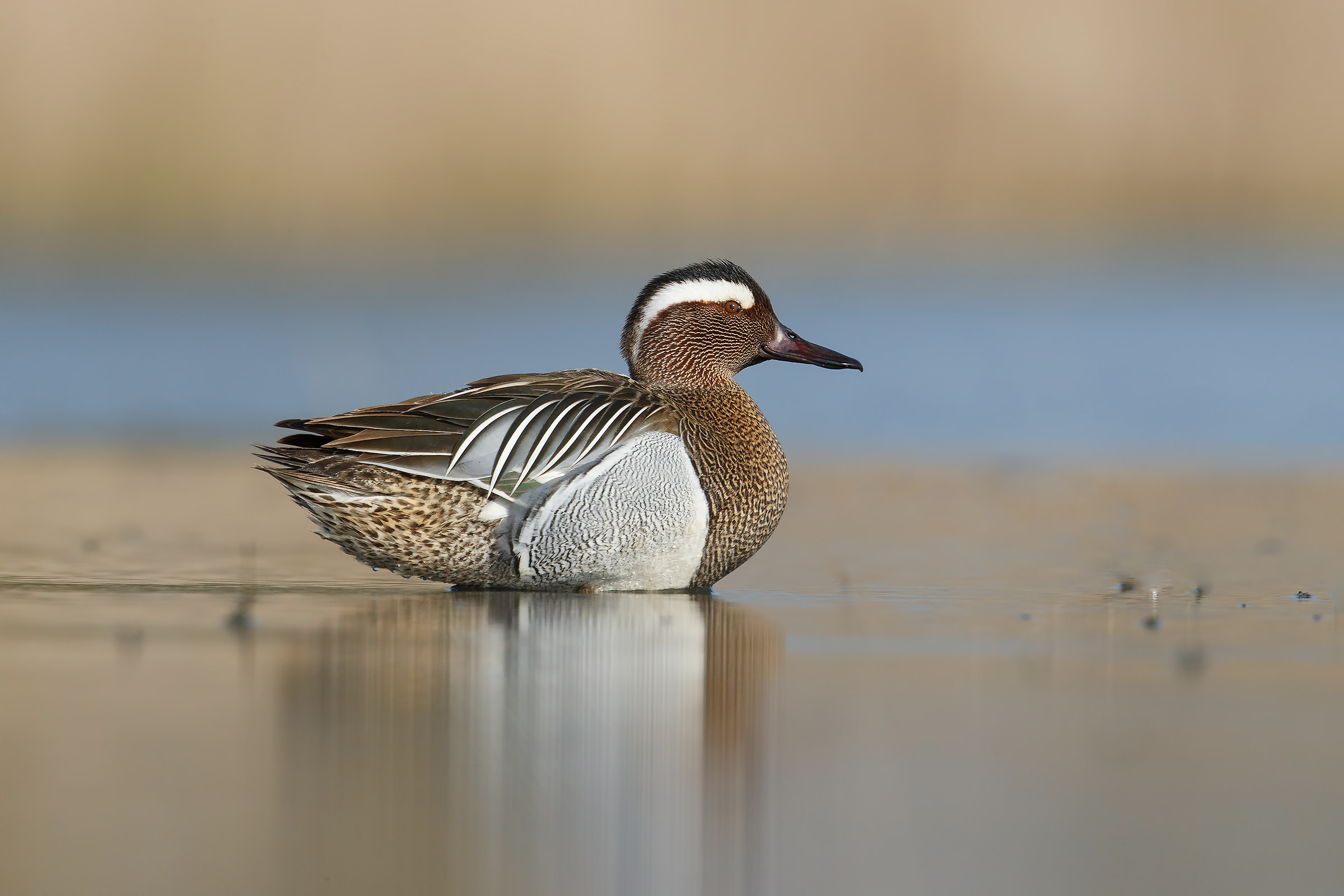 garganey