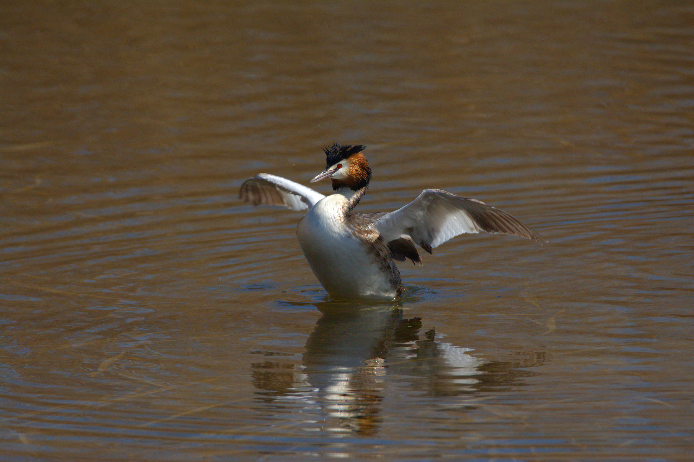 Great Crested Grebe