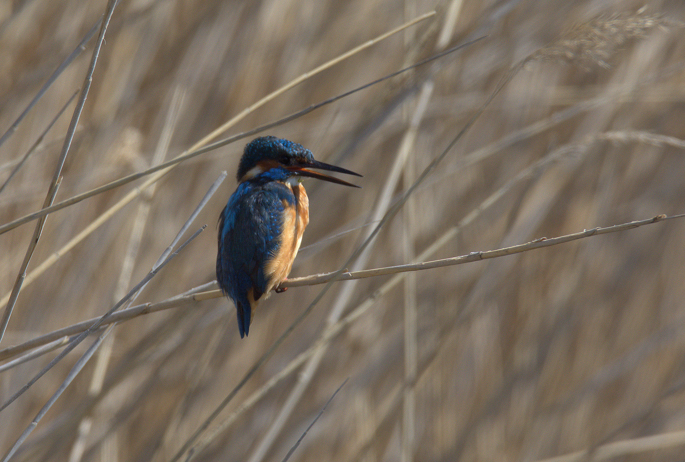 Kingfisher