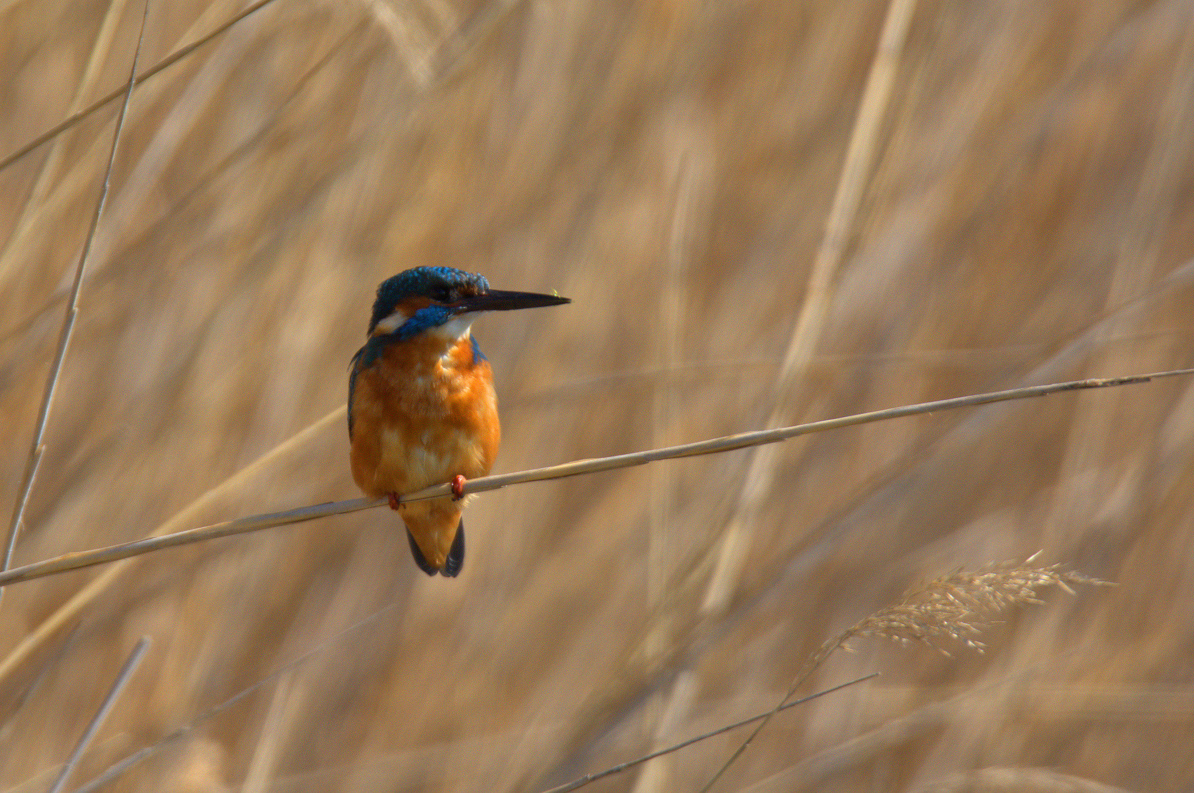 Kingfisher
