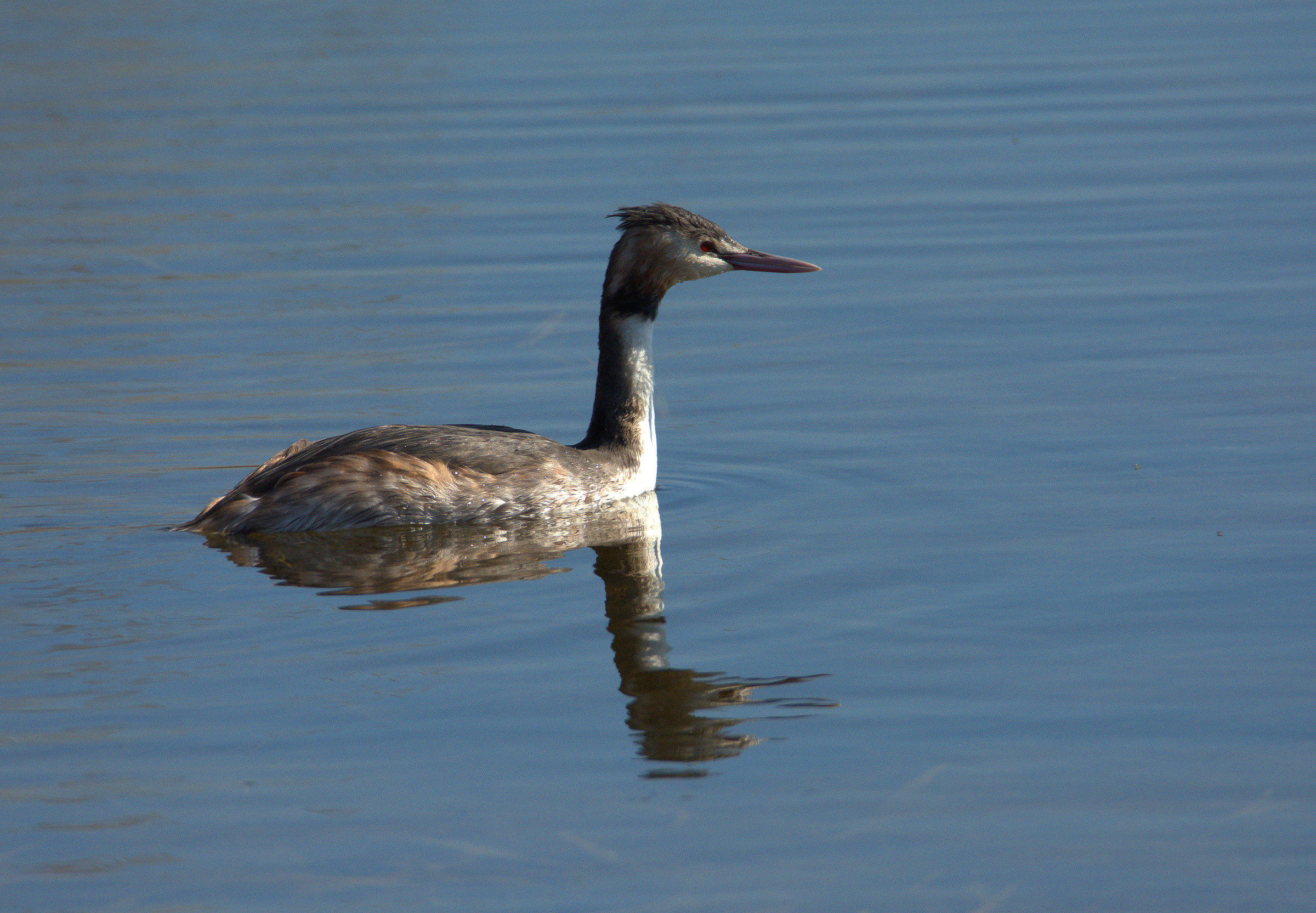 Great Crested Grebe female