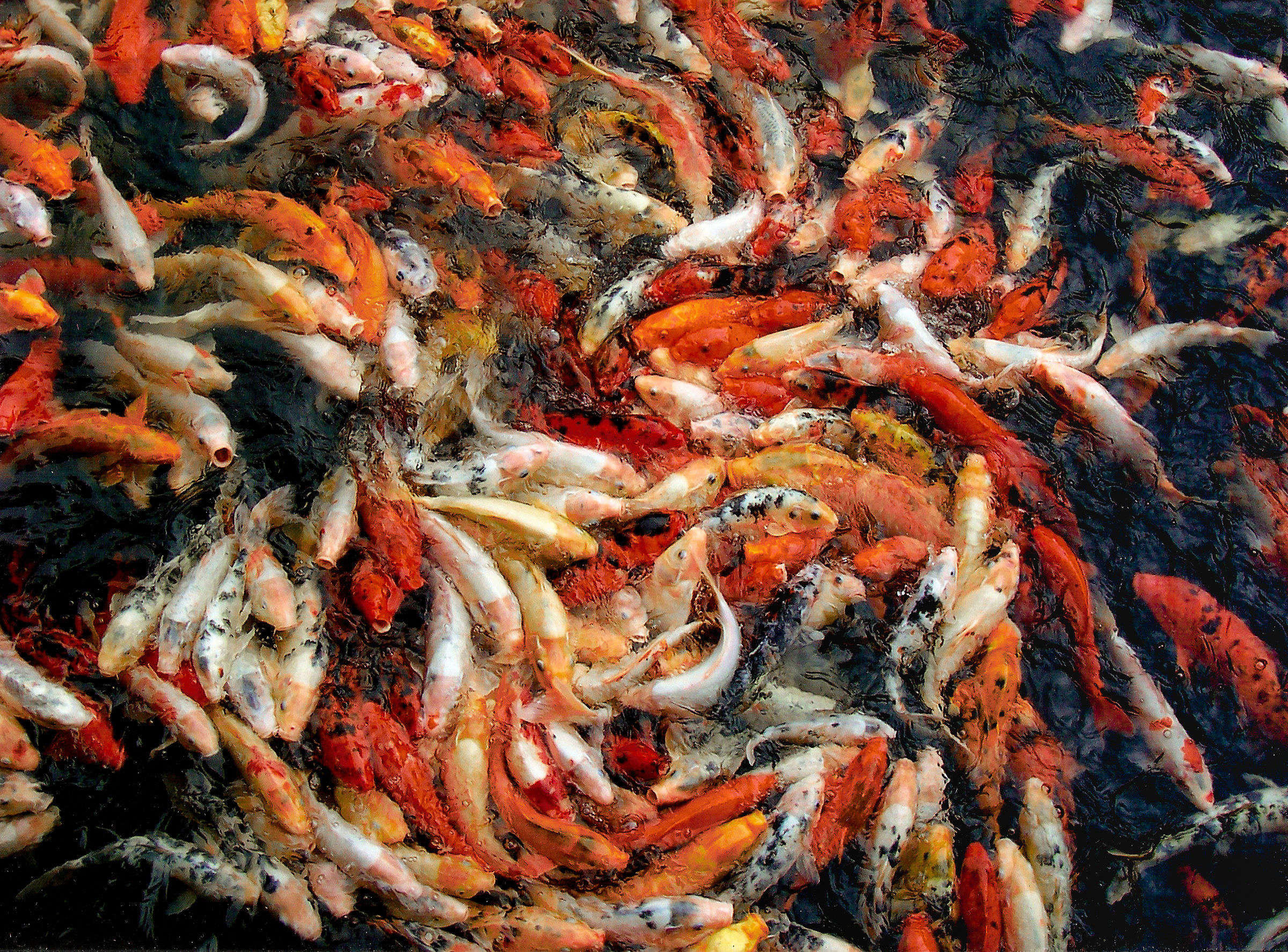 La danza delle Carpe Koi