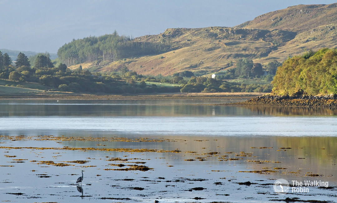 Heron in Portree Bay